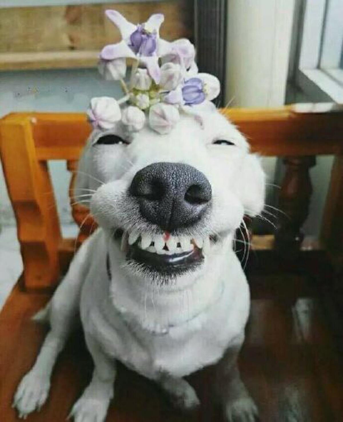 您的舌头小狗踢足球头像动物微笑头像狗头笑脸图片狗咬东西头像