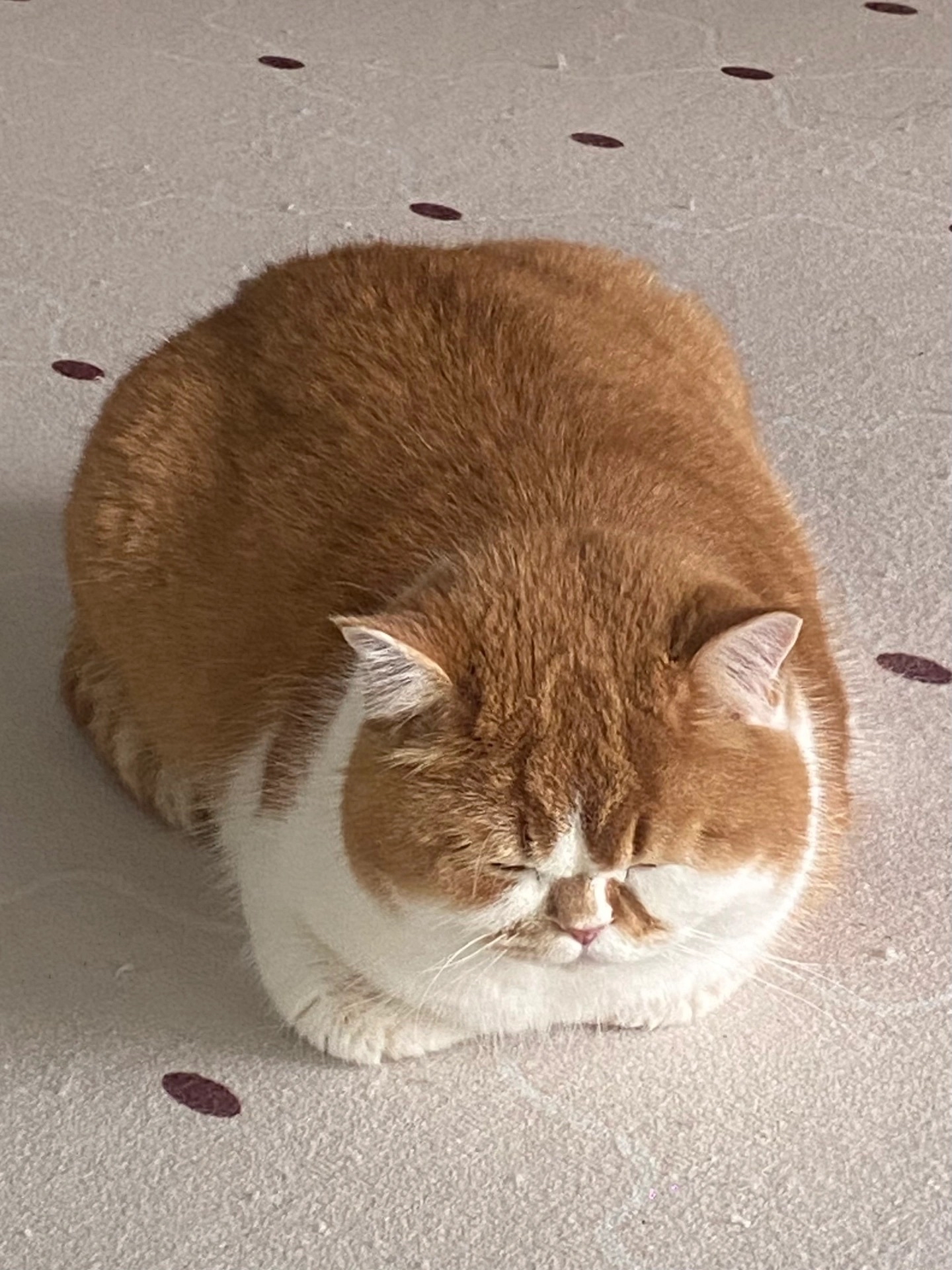 圆胖圆胖的猫猫