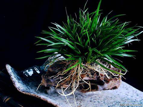 虎须菖蒲的养殖方法及注意事项