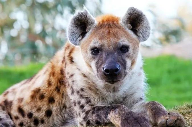 带小伙子零件的小姑娘?"雌雄同体"斑鬣狗该如何分辨公母?