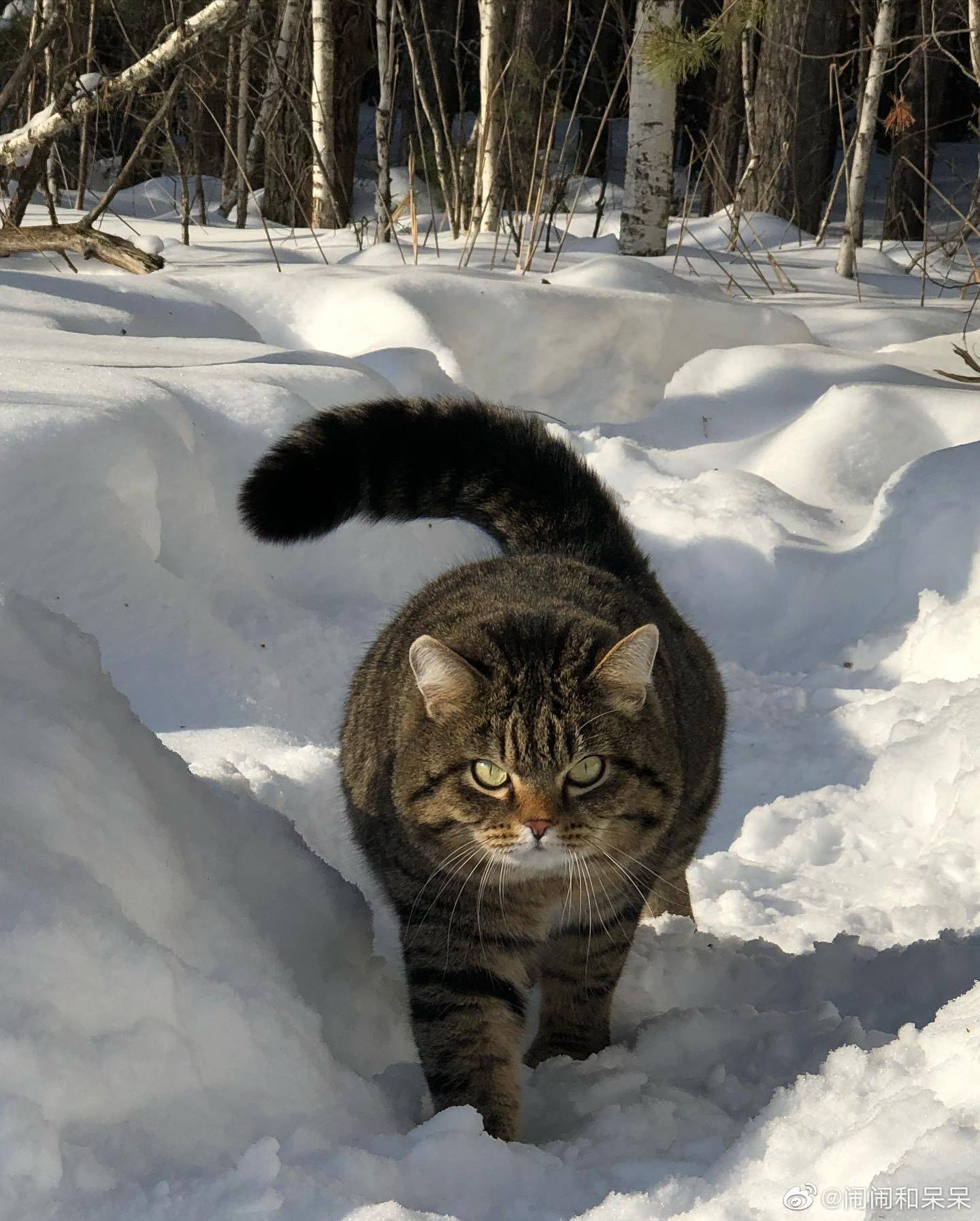 四蹄踏雪猫多少钱图片