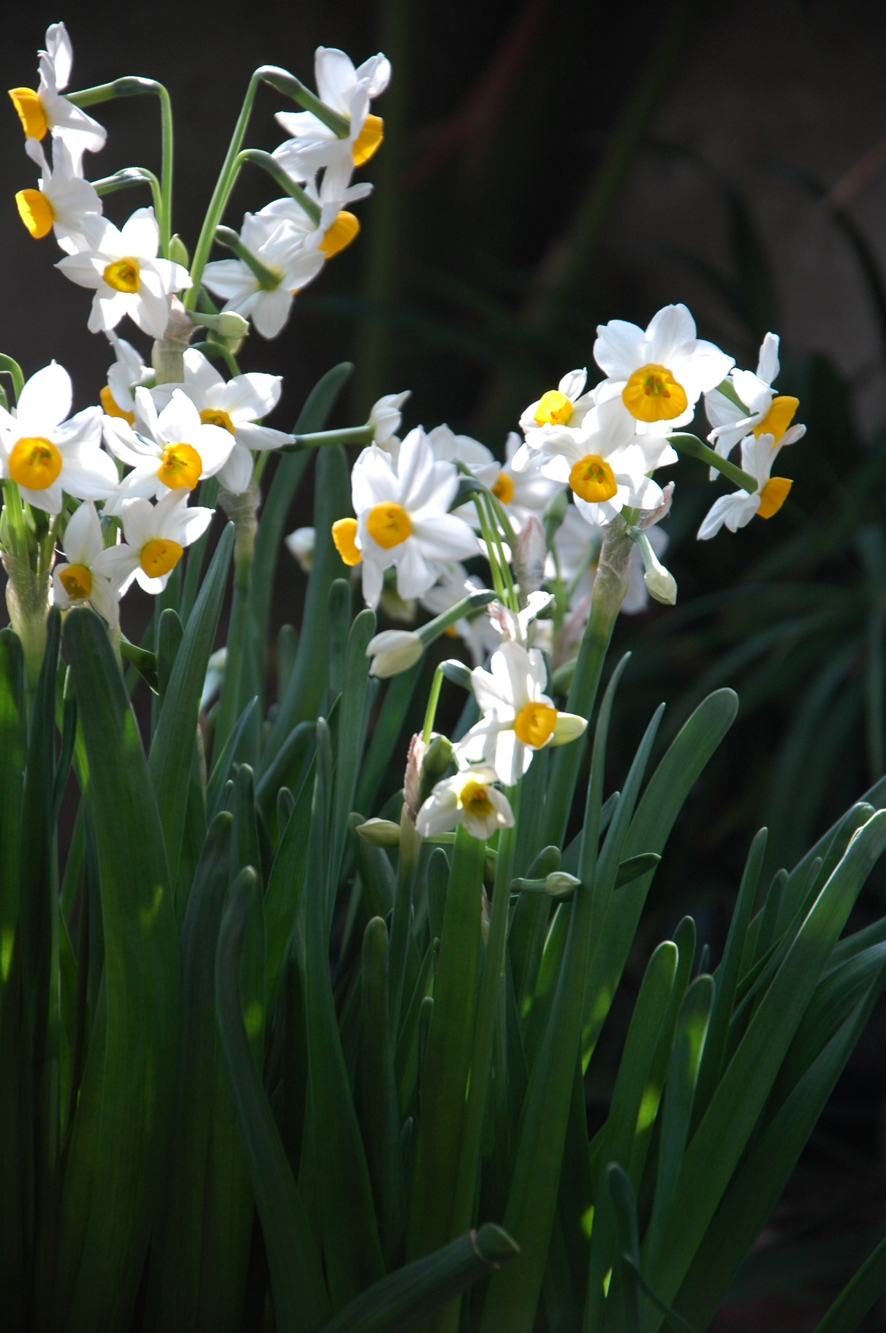 岁朝清供之水仙
