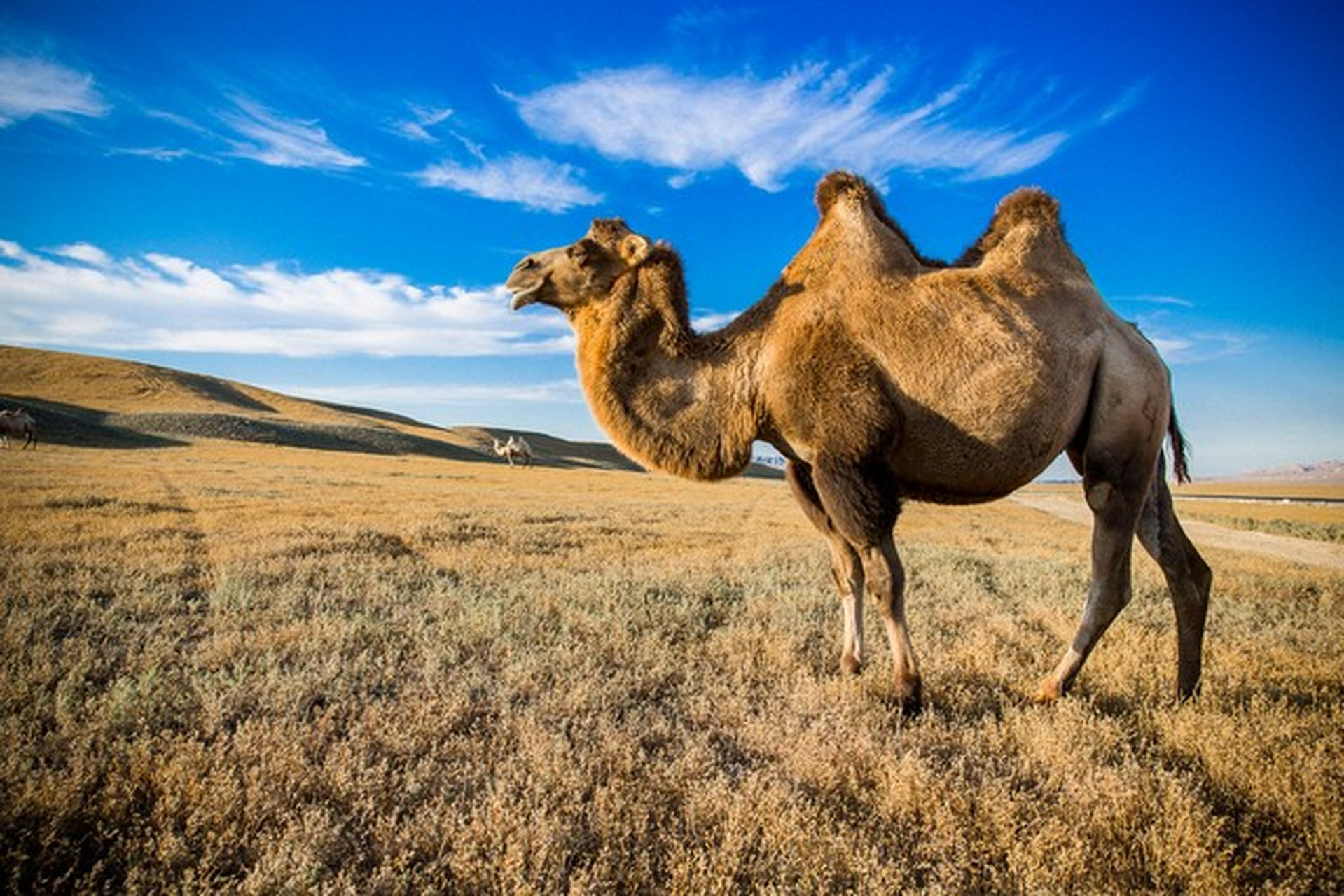 骆驼是一种适应沙漠环境的大型哺乳动物,其繁殖过程独特,包括在秋季或