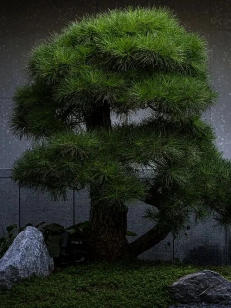 常见园林植物集锦  针叶树与阔叶树在生态系统中扮演着不同的角色