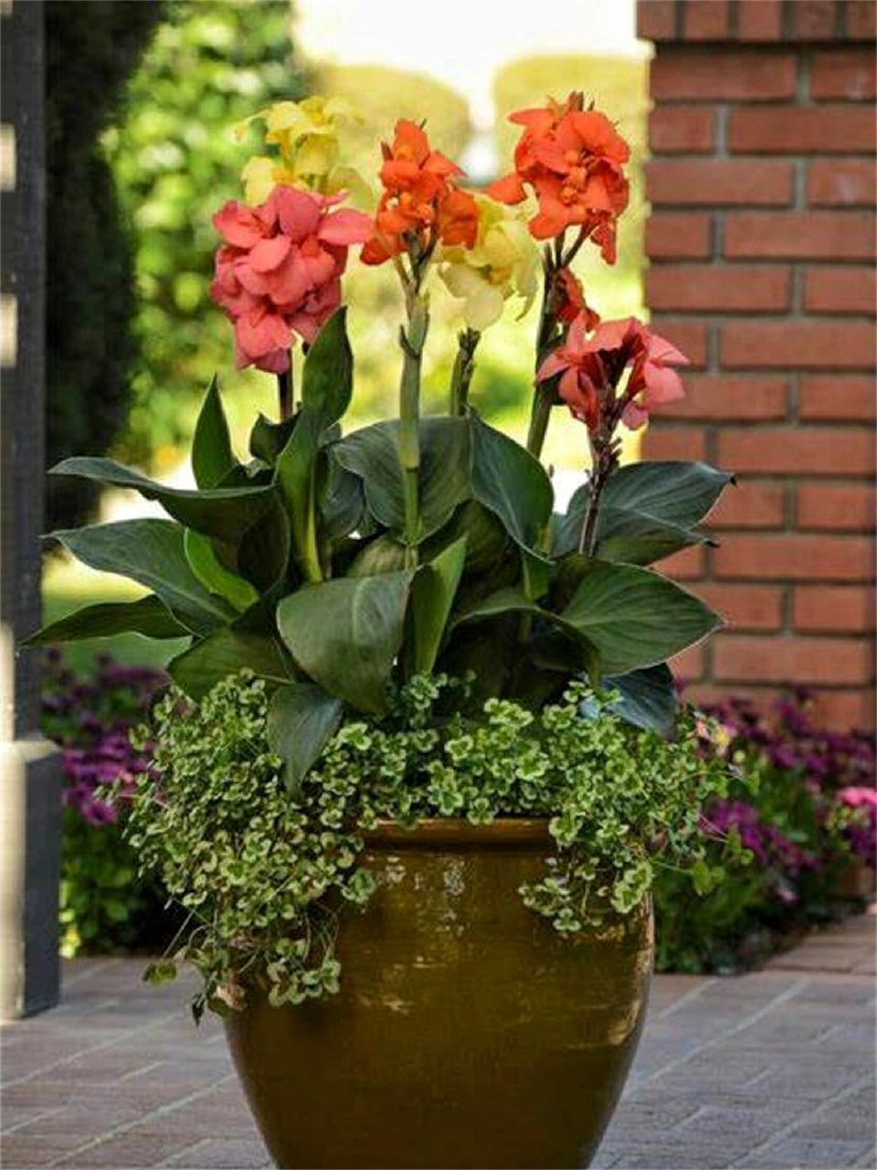 5-4个月 特点:  耐寒能力强,比其他美人蕉品种开花更早,花期更长.