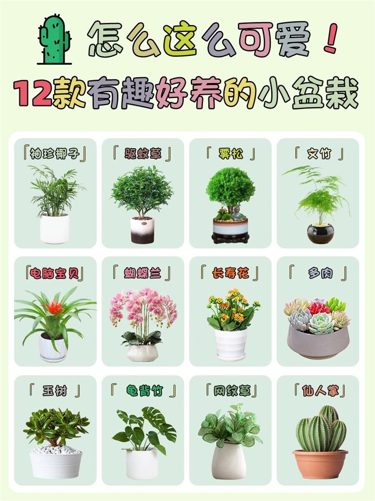 喜高温高湿和半阴环境
