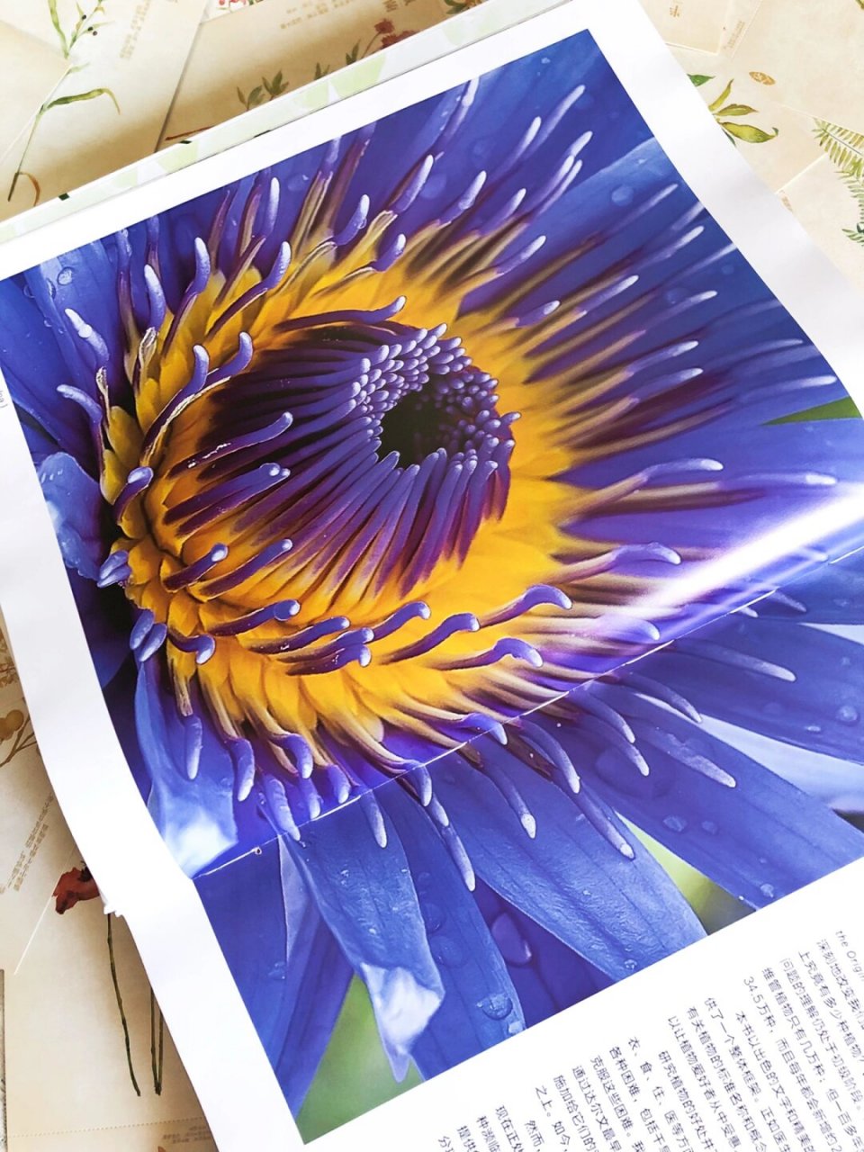 书名:《dk植物大百科》  "这部优雅的植物科普书中充满了华丽的照片和