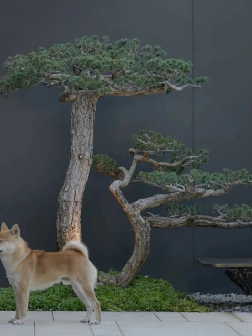 常见园林植物集锦  针叶树与阔叶树在生态系统中扮演着不同的角色