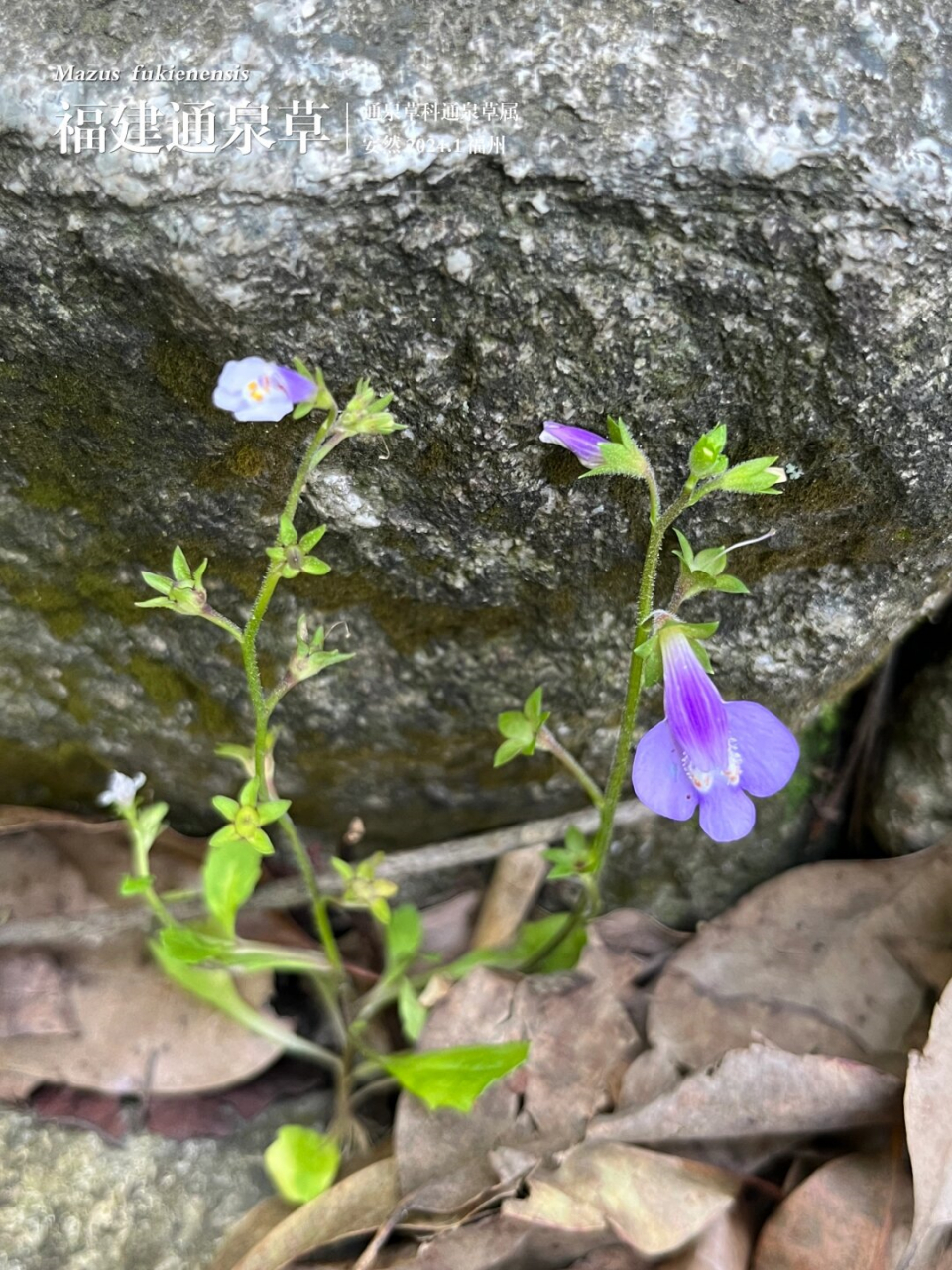 福建通泉草  福建通泉草,学名mazus fukienensis,属于通泉草科通泉草