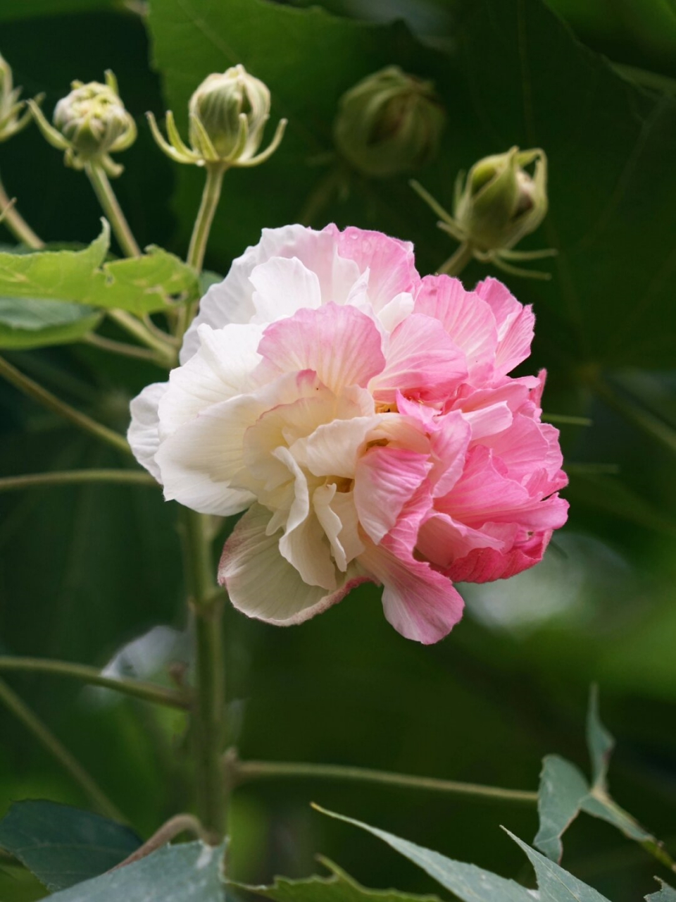 芙蓉城里看芙蓉  木芙蓉,又被称为芙蓉花,是一种高雅而美丽的木本植物