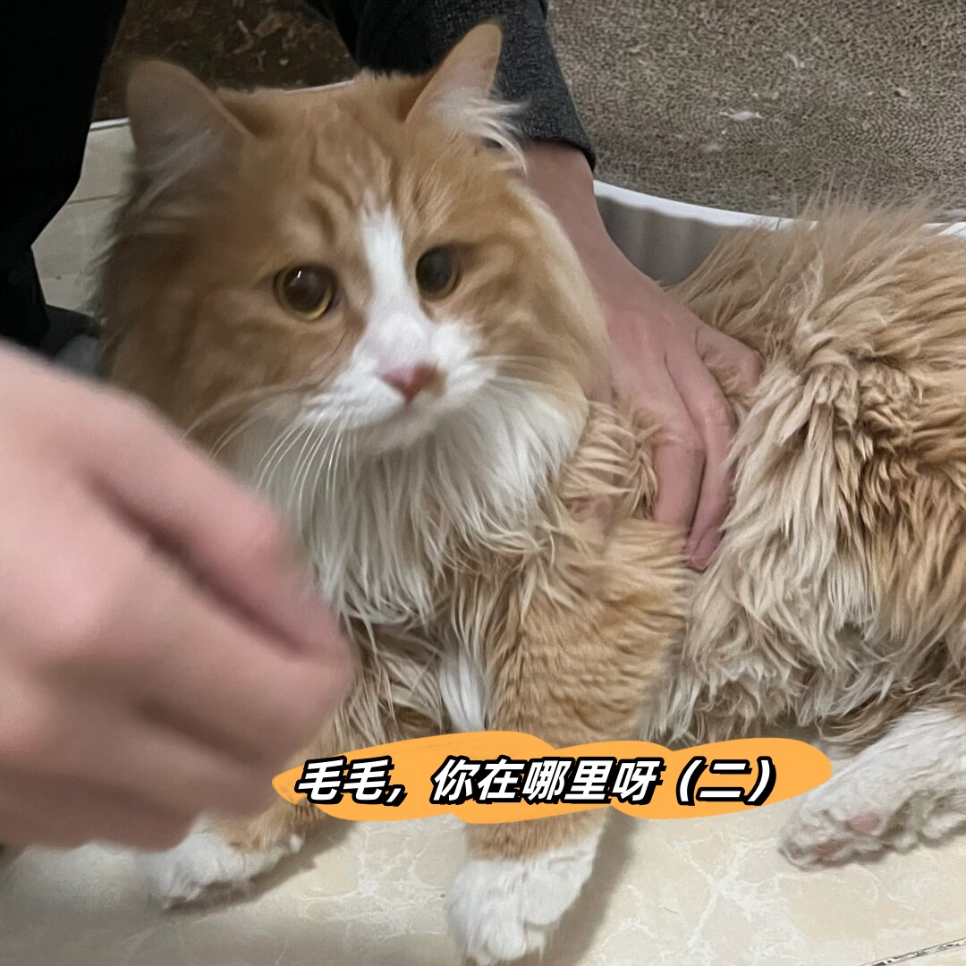 安安猫照片图片