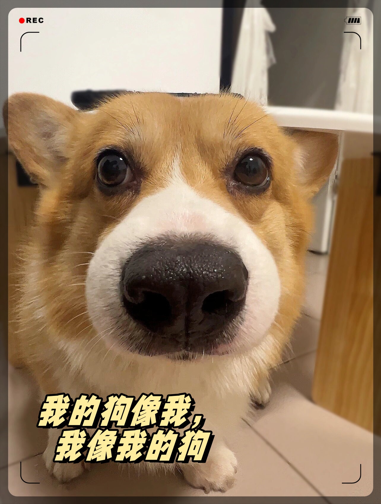 我承认,我是有点怂,结果我家柯基也是.跟着主人学得快嘛!