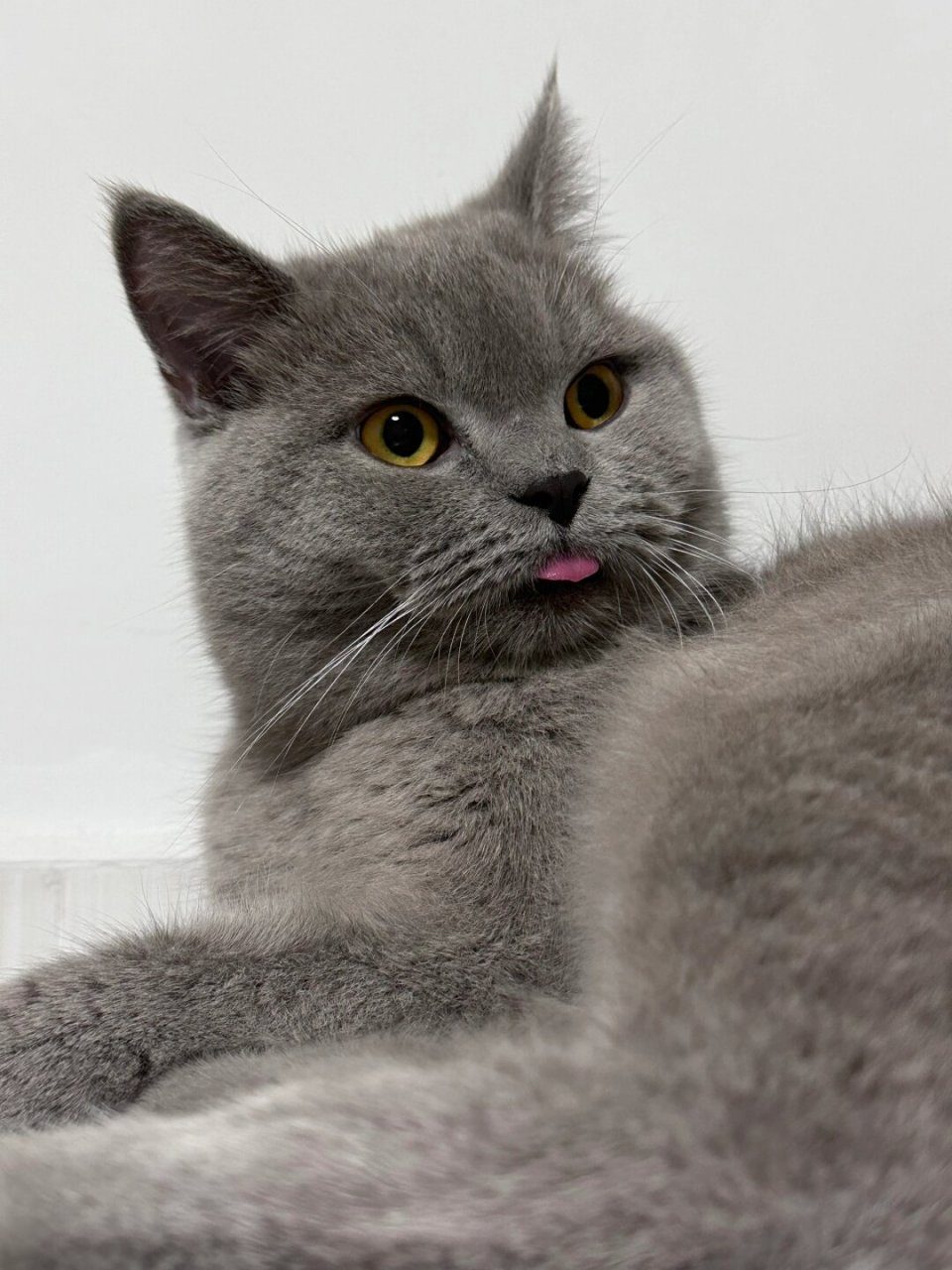 一张图证明你的猫被你养得很好  话说蓝胖子是不是"高冷猫设"呢?