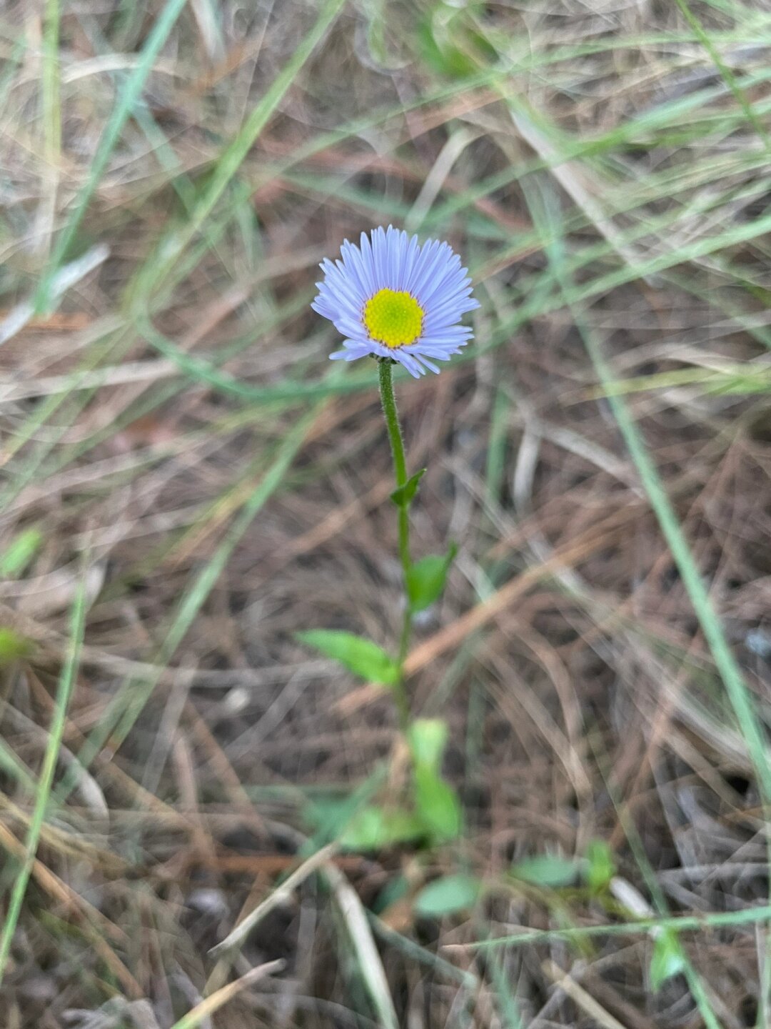 植物科普:灯盏花 灯盏花,又名.@兮熙老师的动态