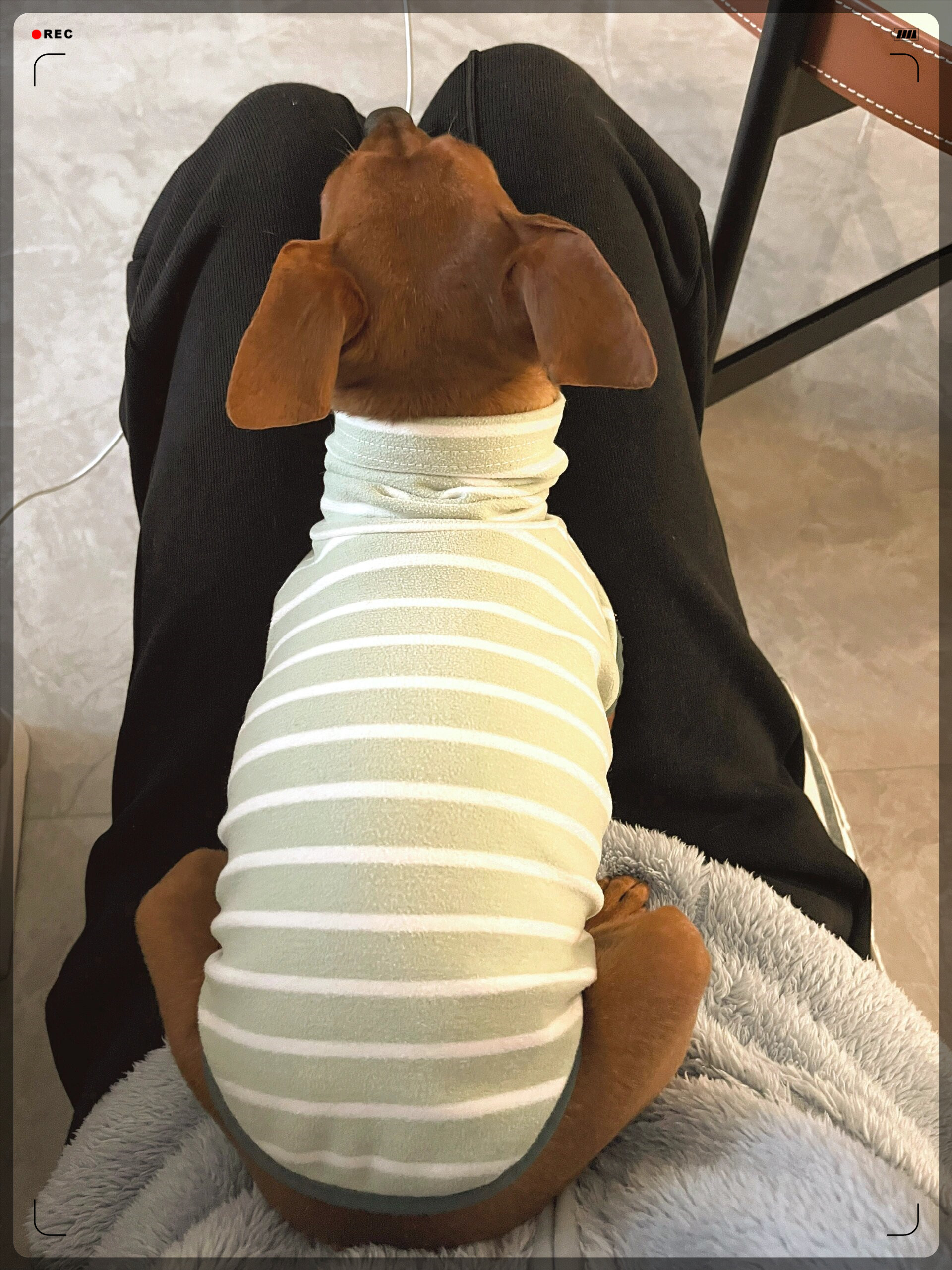 看它的小眼神儿,是不是在说:"看,我是不是很可爱?"