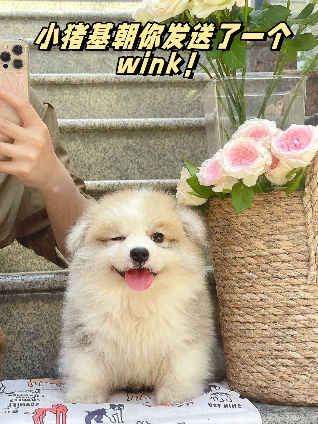 狗狗向我发送了一个wink它的小眼神真是太可爱了让我无法抗拒