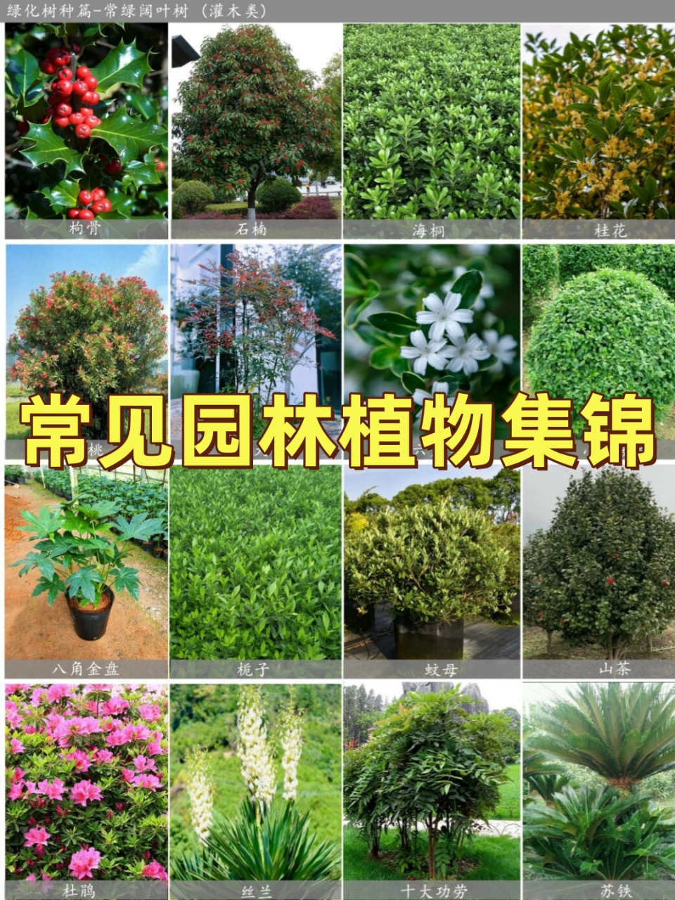 常见园林植物集锦  针叶树与阔叶树在生态系统中扮演着不同的角色