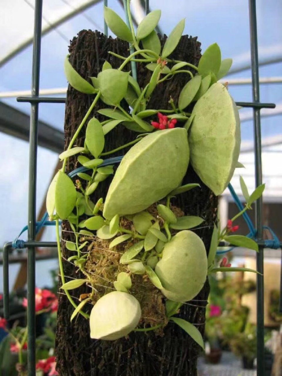 那些令人惊叹的神奇植物  在植物王国中,有许多我们尚未探索或了解的