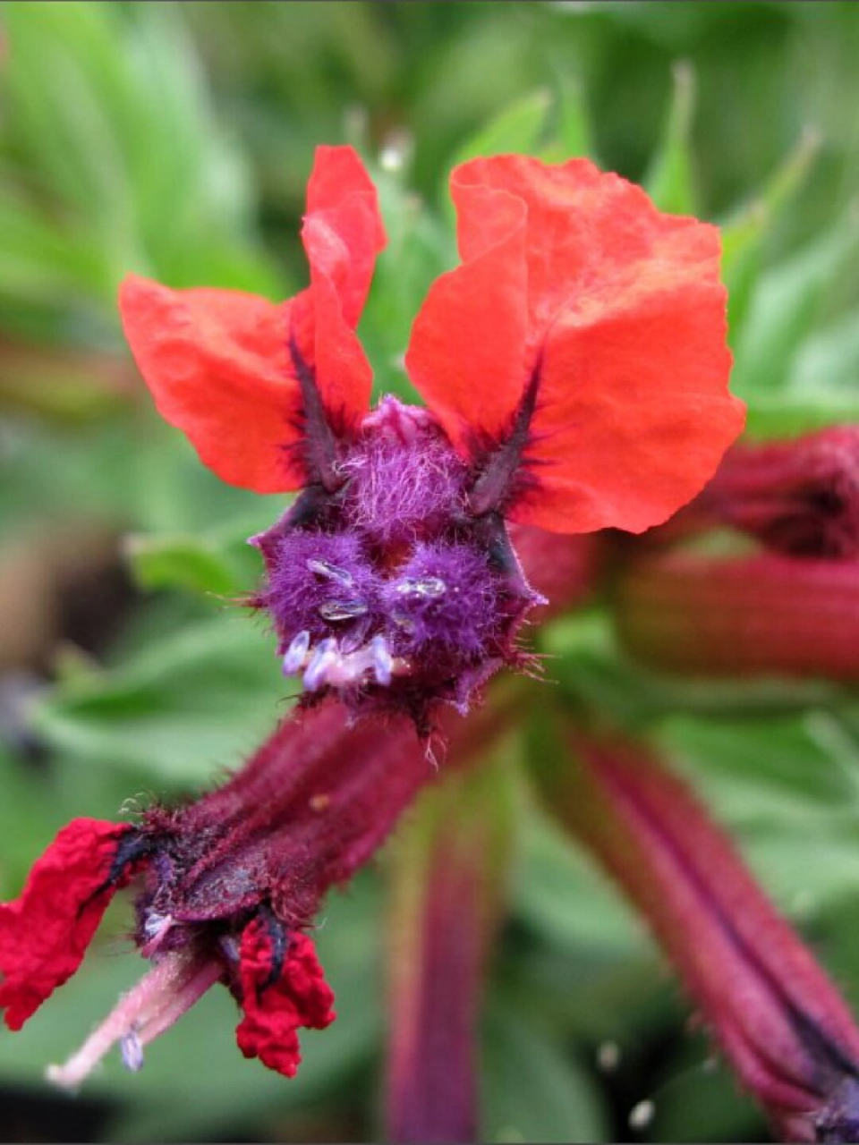 蝙蝠萼距花  朱红萼距花:热情,活力与爱情的象征  萼距花属,包含约260