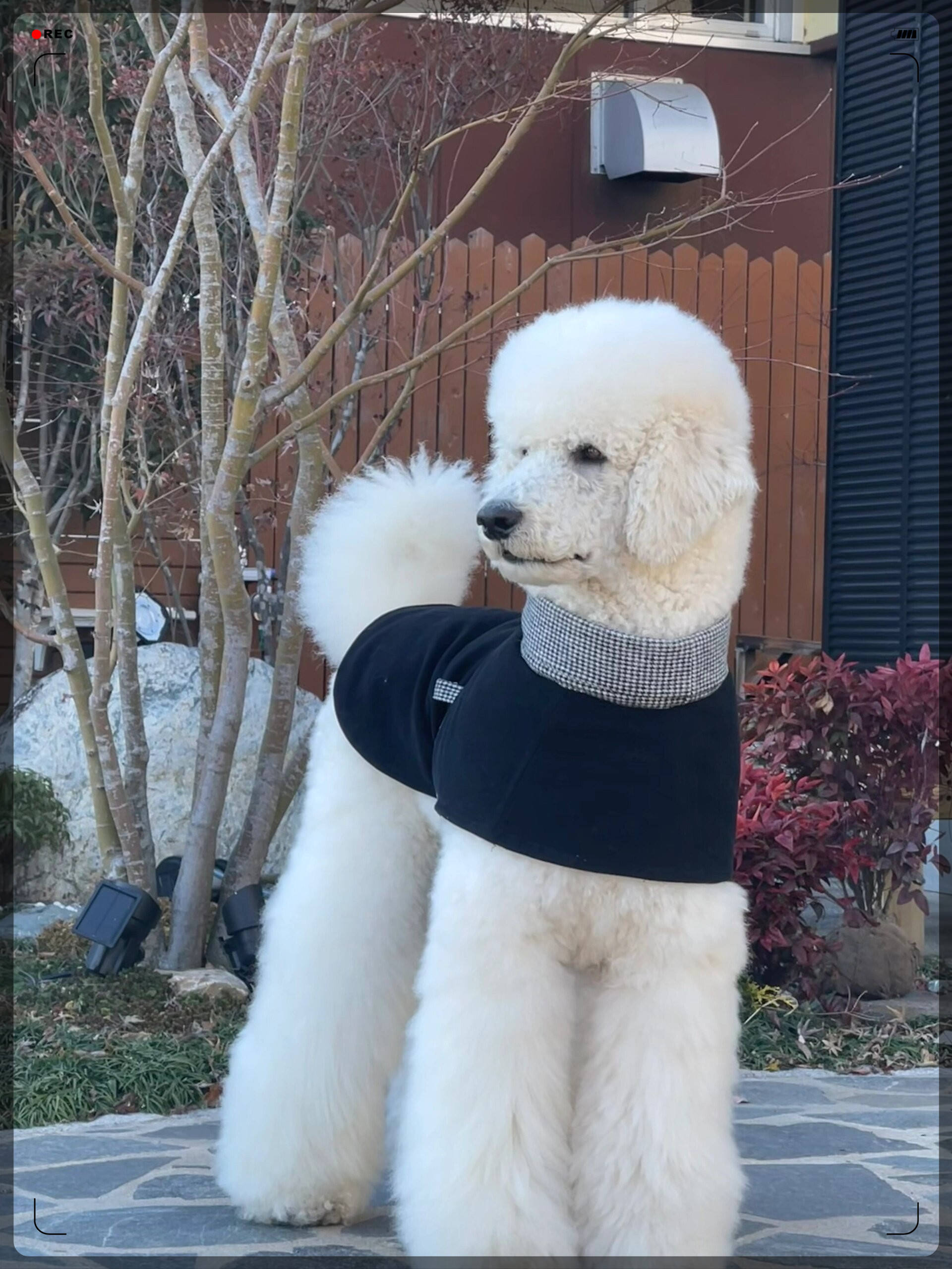 遇见了一只巨型萌宠  它的名字叫巨型贵宾犬!