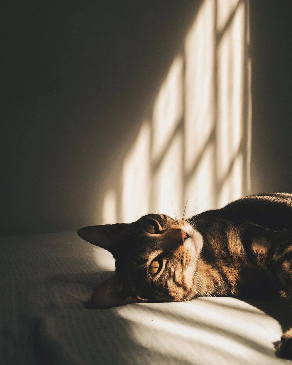 摄影分享|我是猫93  摄影师sara latif与猫的光影游戏93 低调摄影