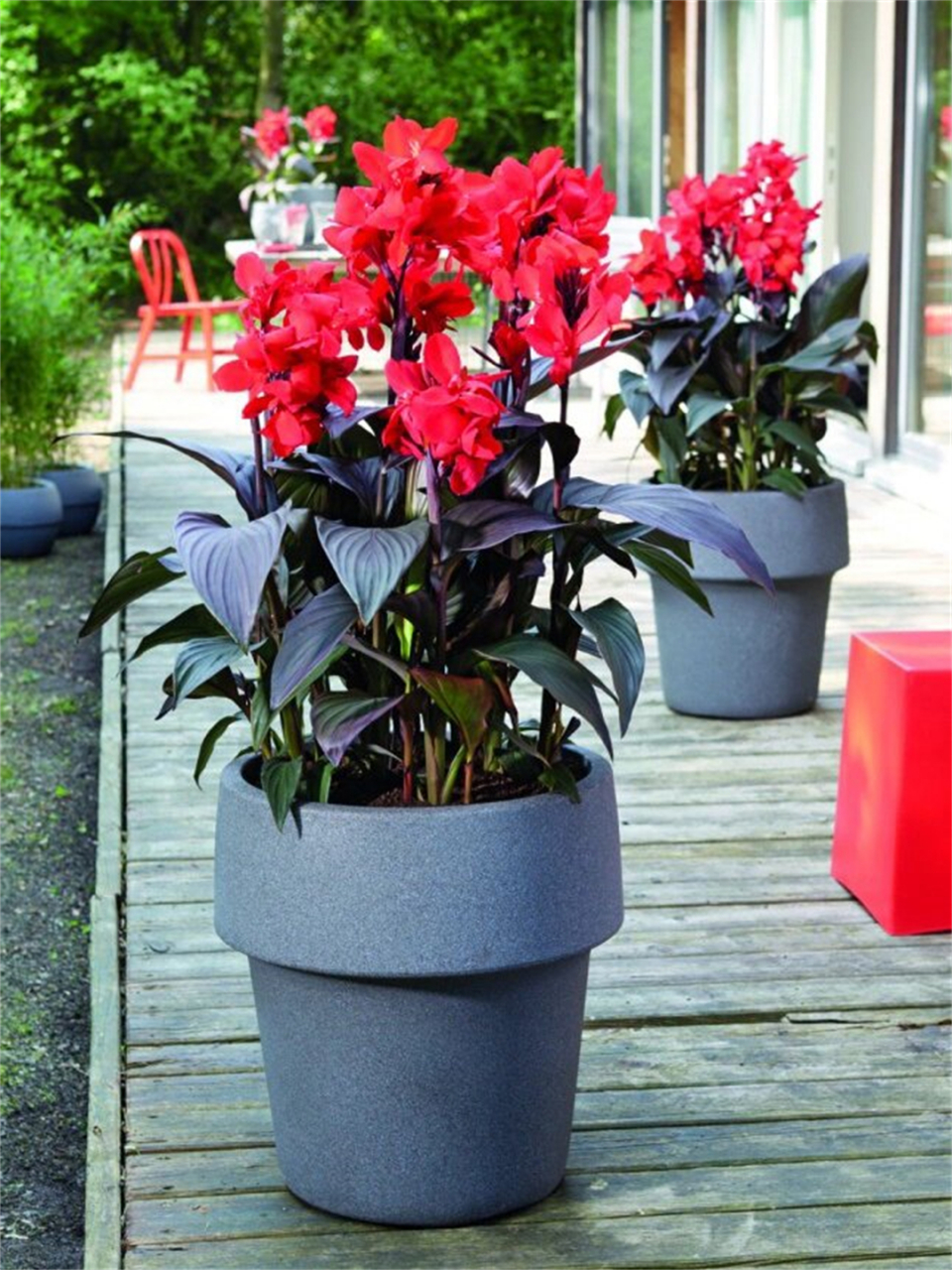 5-4个月 特点:  耐寒能力强,比其他美人蕉品种开花更早,花期更长.