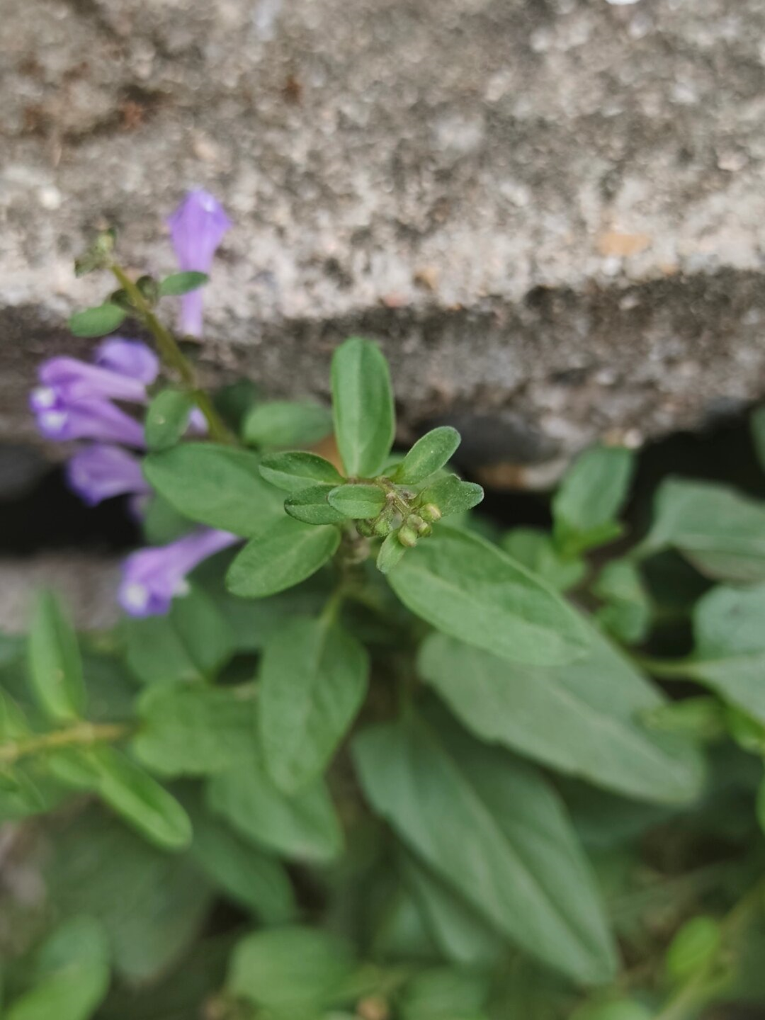 每天认识一种植物 半枝莲 .@荔薇老师分享的动态