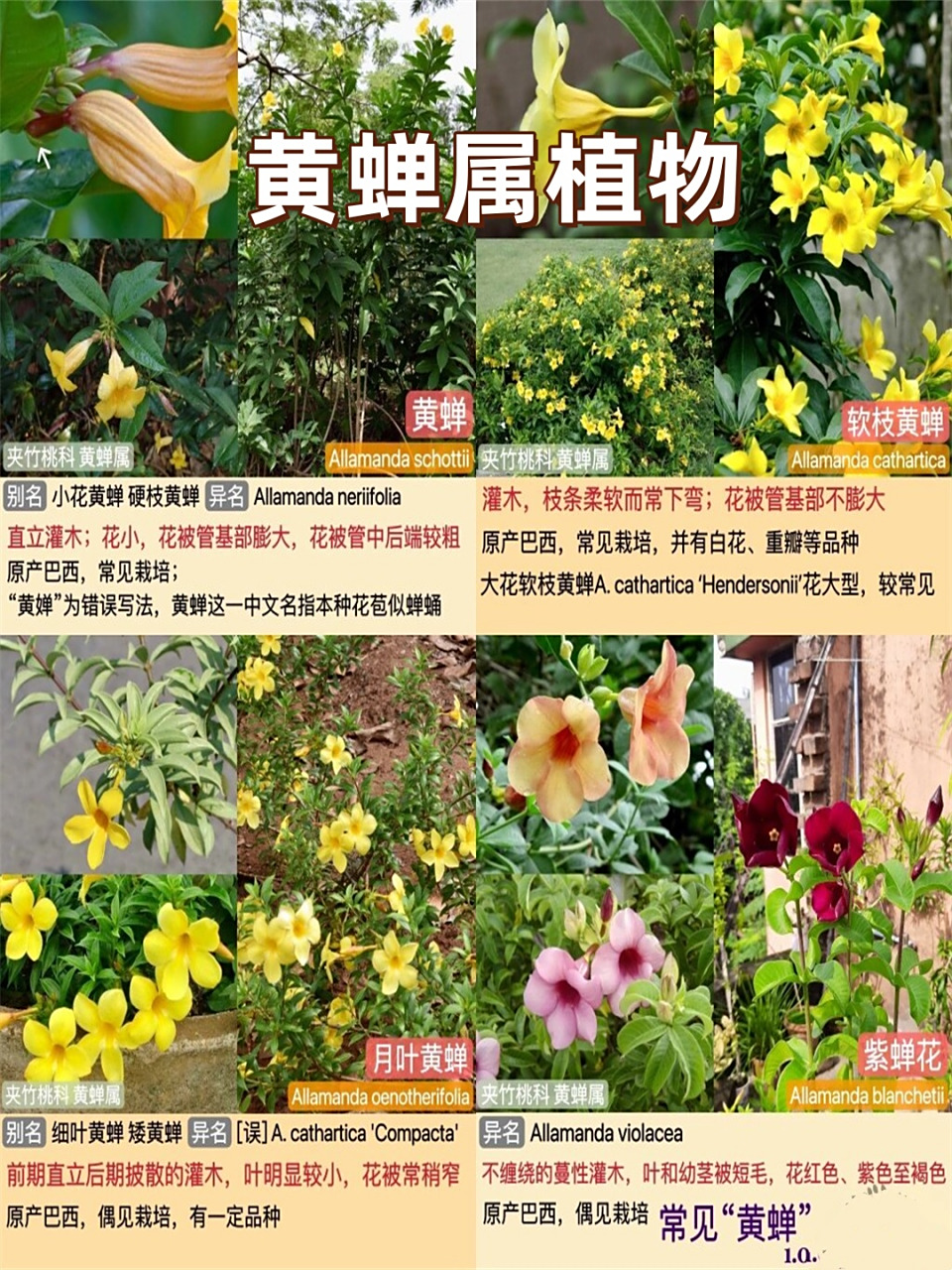 黄蝉属植物  在深入了解红树植物的过程中,我们不得不提及黄蝉的果实.