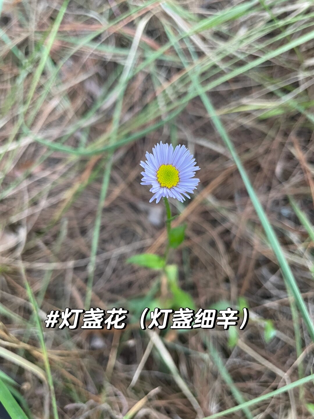 植物科普:灯盏花 灯盏花,又名.@兮熙老师的动态