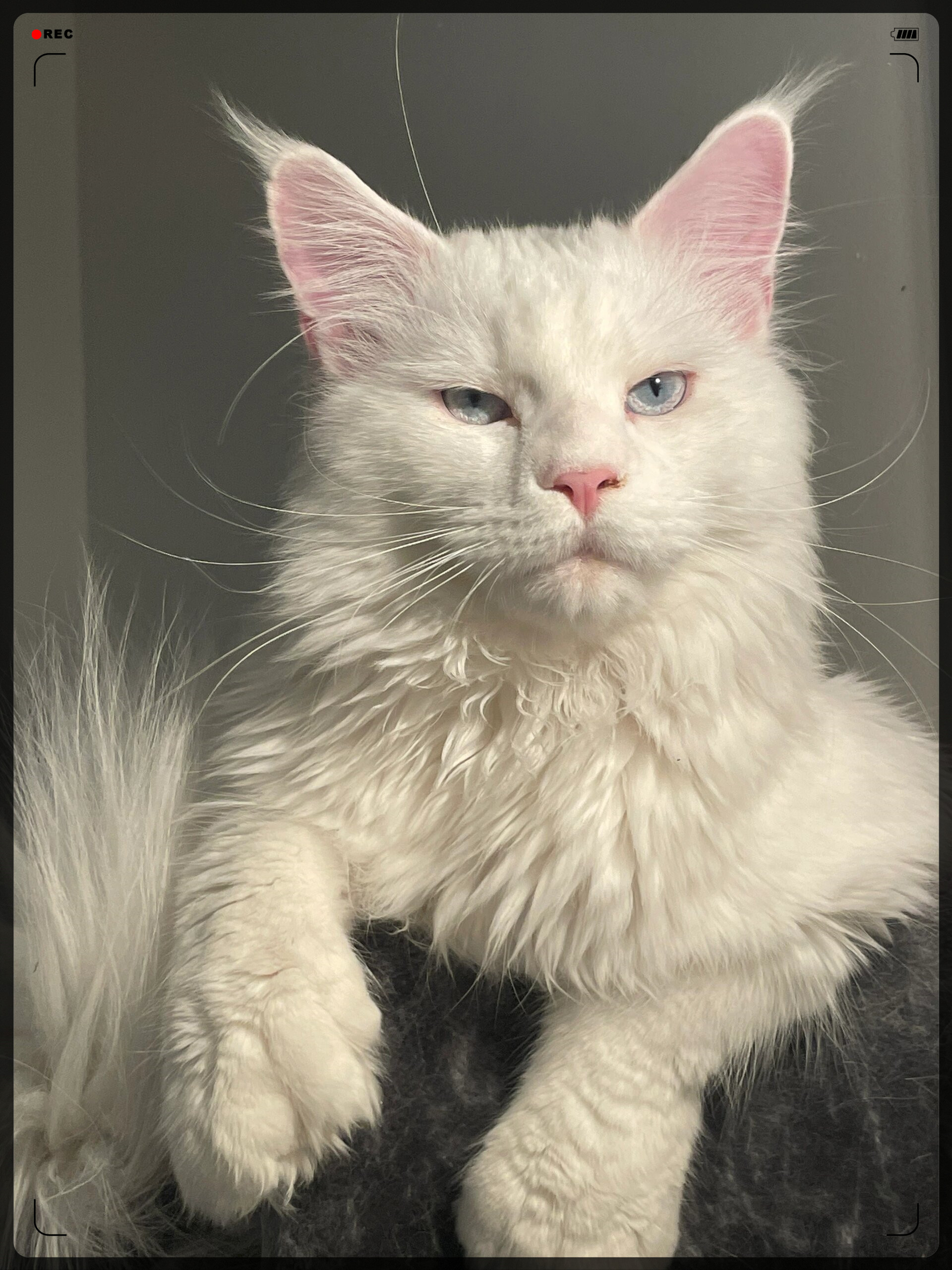 缅因猫舍专注育种纯白蓝眼缅因猫,风靡欧洲北欧地区. #我要上热门