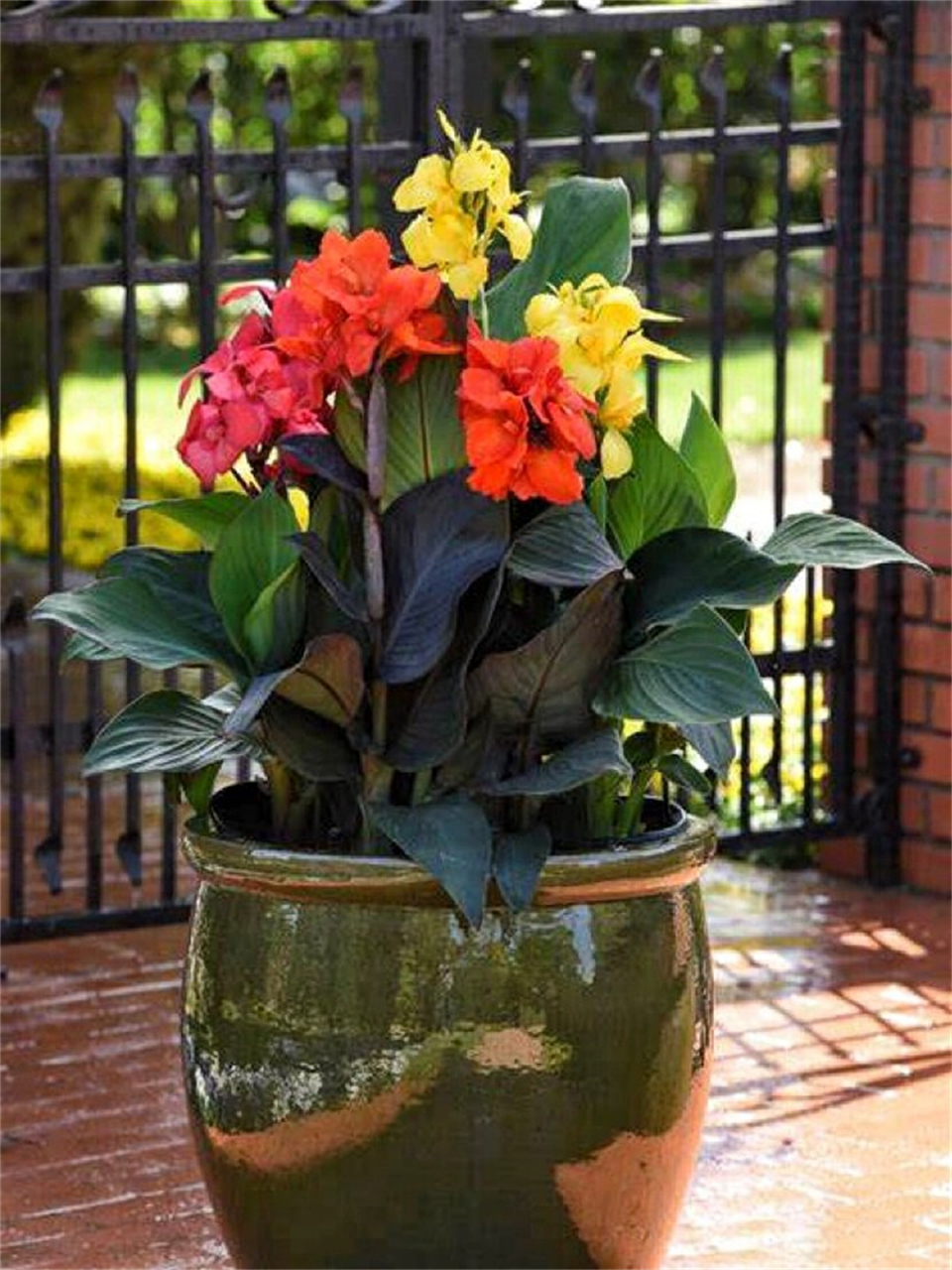 5-4个月 特点:  耐寒能力强,比其他美人蕉品种开花更早,花期更长.