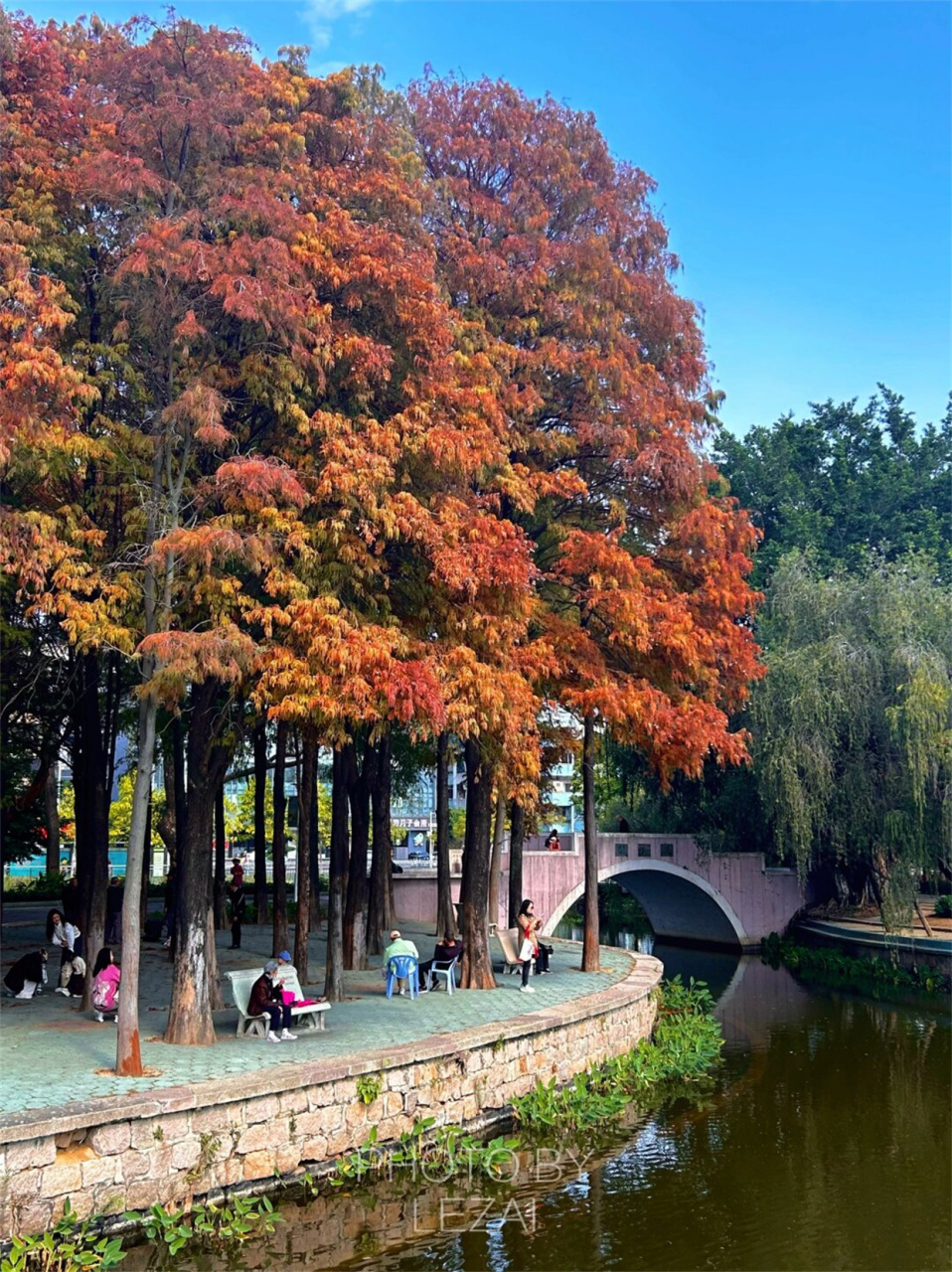 live直出太美了  汕头金砂公园的落羽杉红了,确实非常美丽.