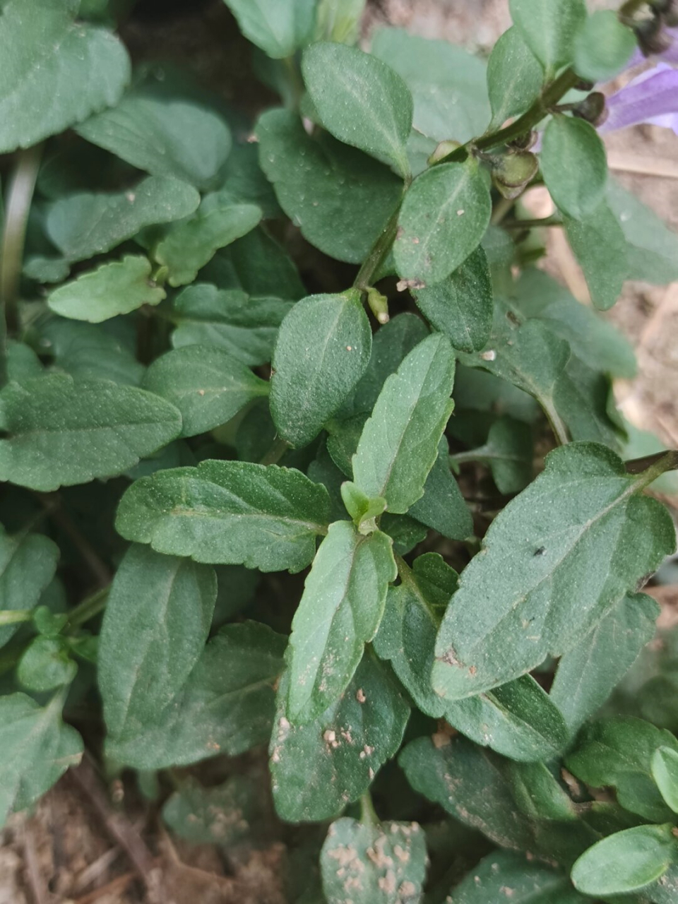每天认识一种植物 半枝莲  学名:scutellaria barbata 别名:并头草,瘦