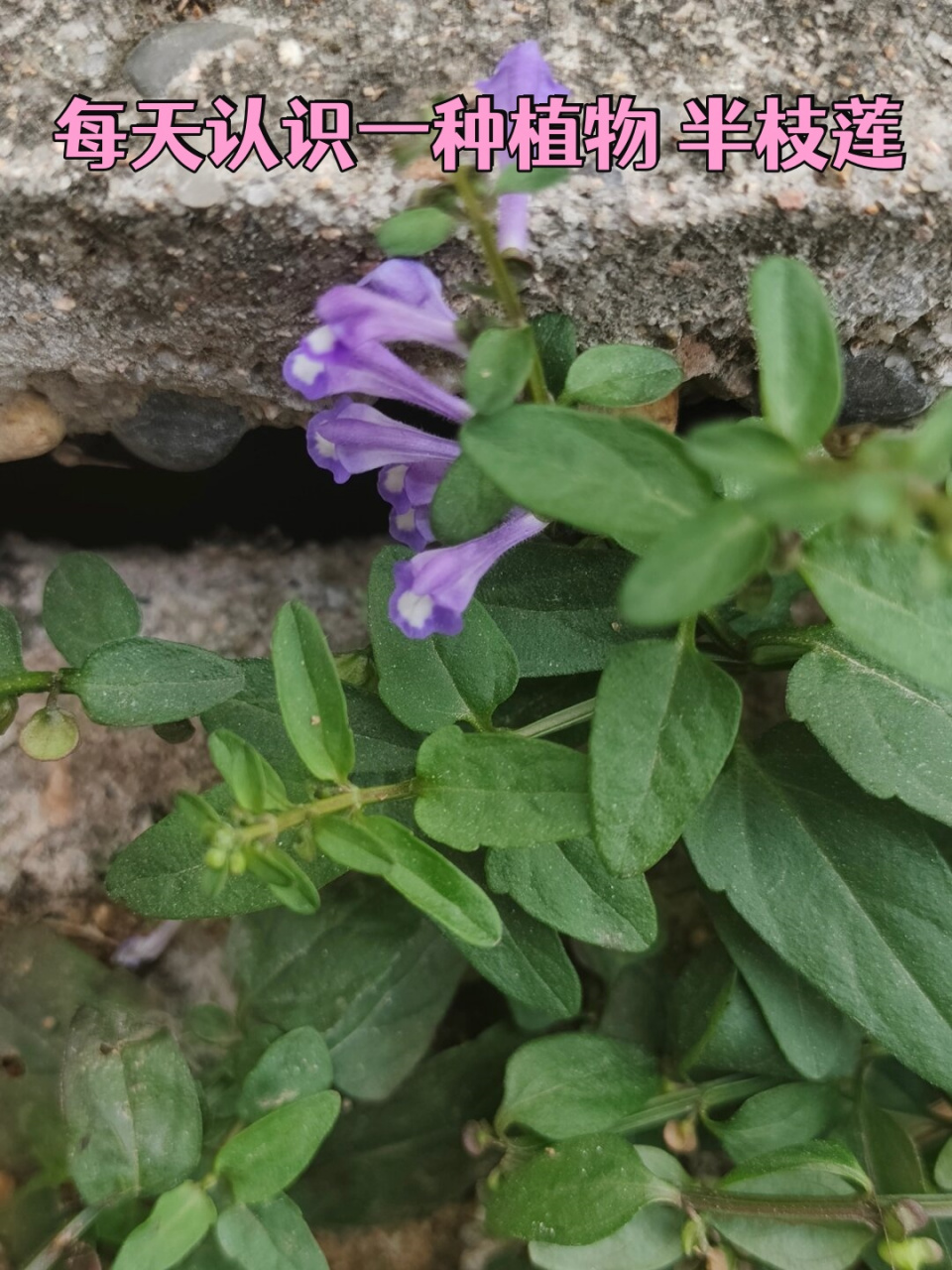 每天认识一种植物 半枝莲  学名:scutellaria barbata 别名:并头草,瘦