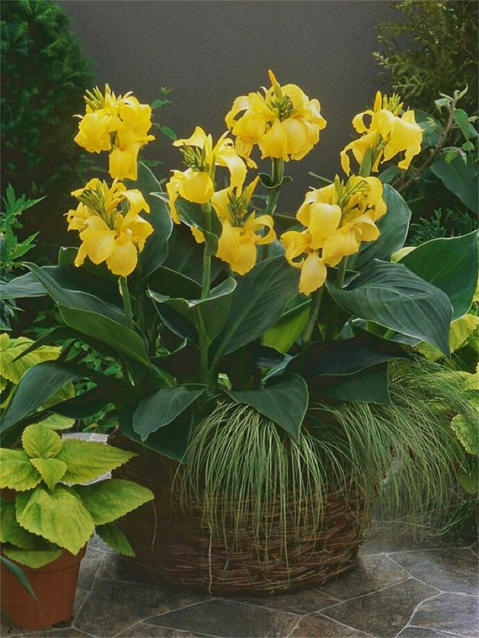 5-4个月 特点:  耐寒能力强,比其他美人蕉品种开花更早,花期更长.