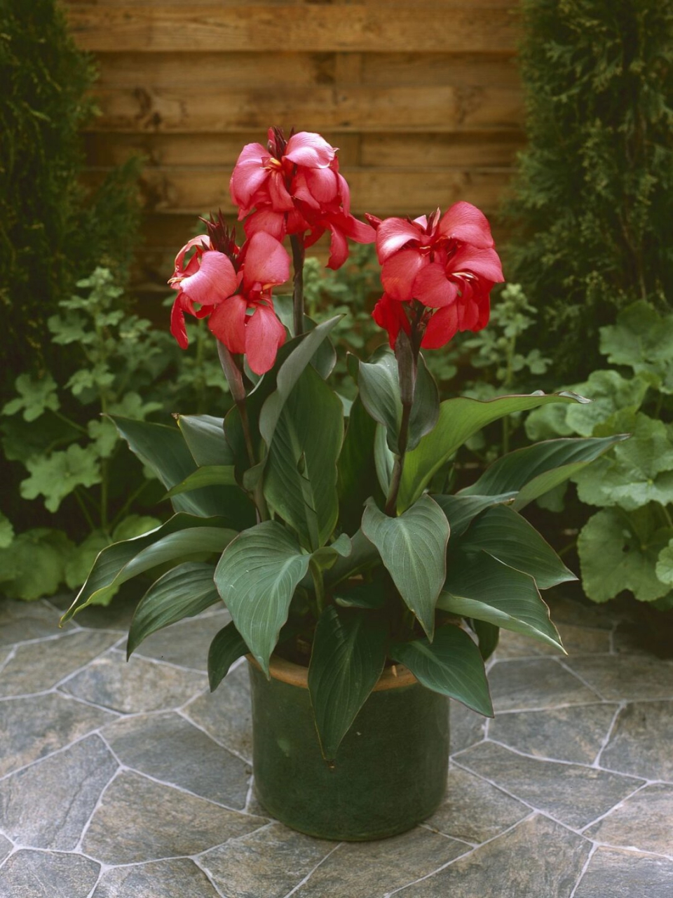 5-4个月 特点:  耐寒能力强,比其他美人蕉品种开花更早,花期更长.