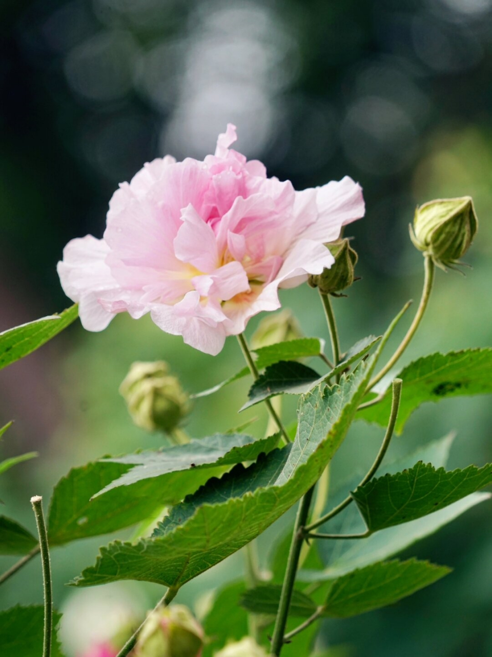 芙蓉城里看芙蓉  木芙蓉,又被称为芙蓉花,是一种高雅而美丽的木本植物