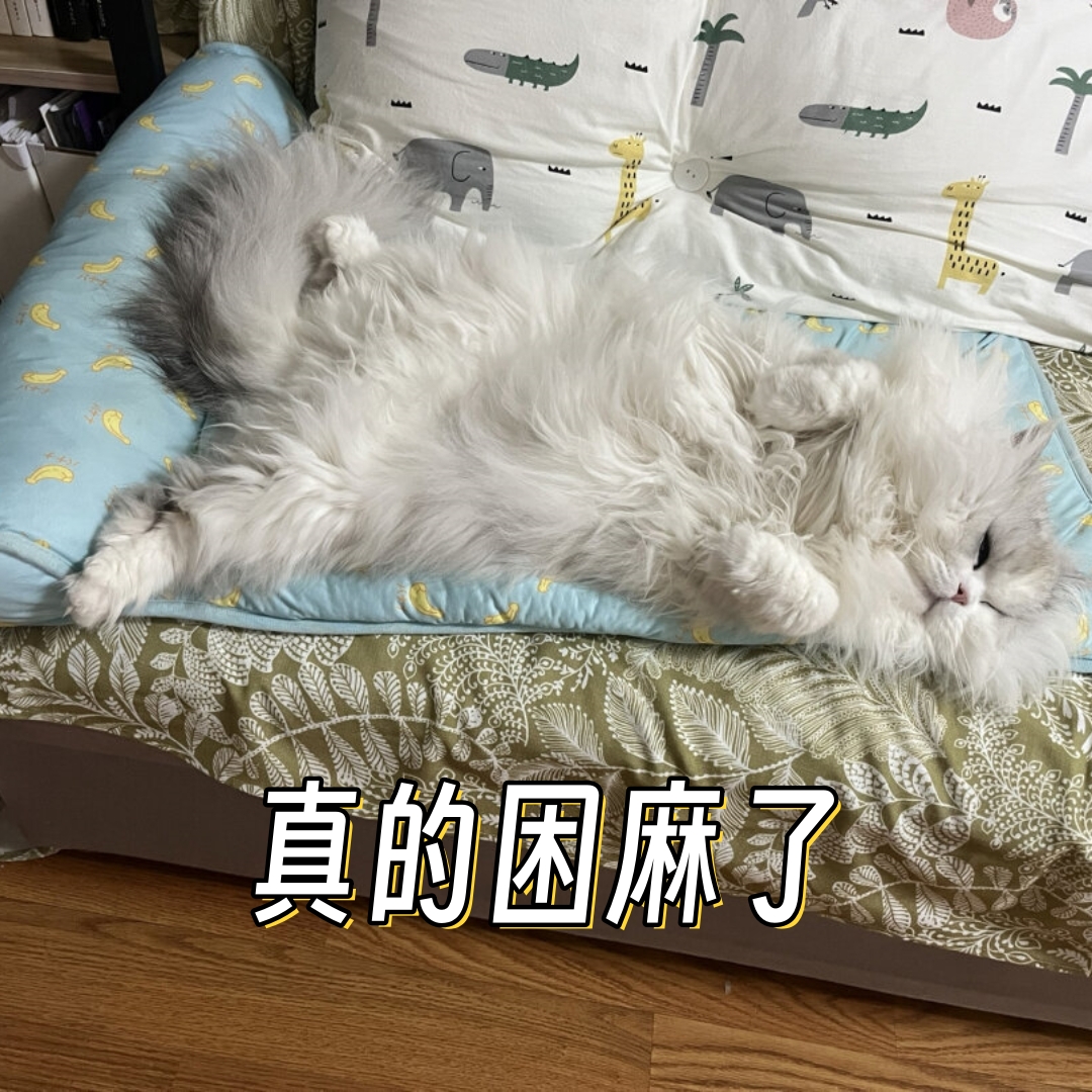 即使在周末的休息时间,它也是一整个下午都在玩耍,不知疲倦