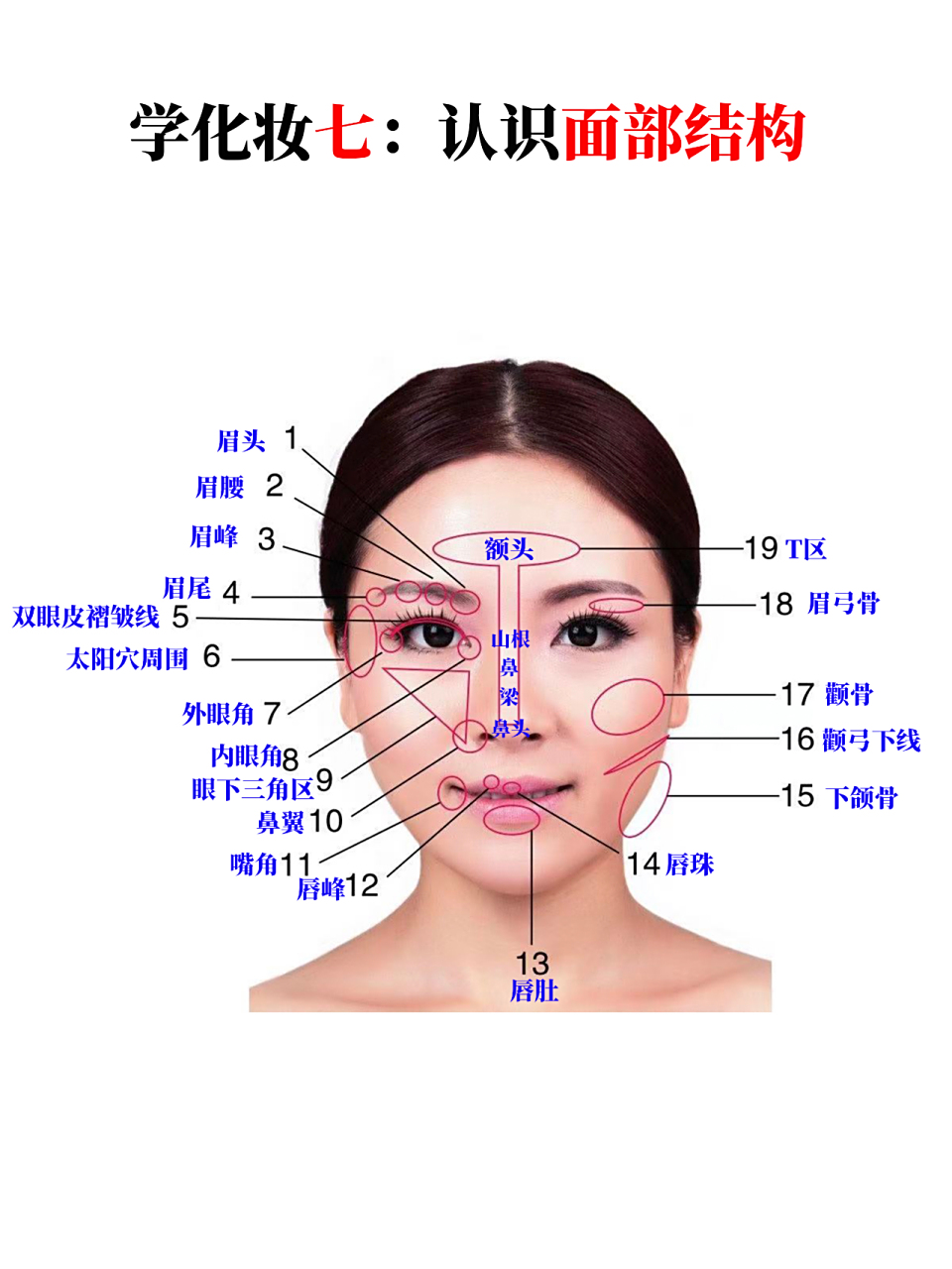 认识面部结构,才能更好更快的理解化妆教程