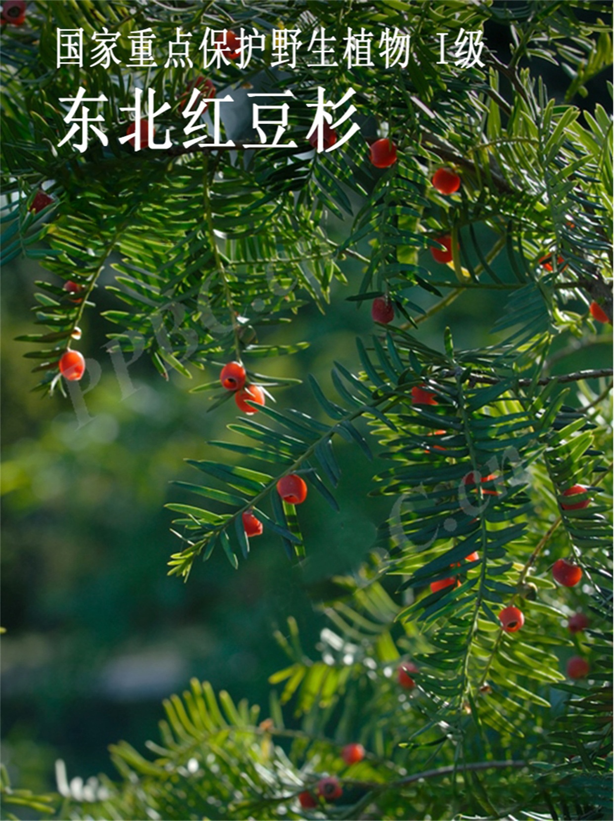 东北红豆杉  生活型:乔木,小枝有宿存芽鳞. 枝:同生活型描述.