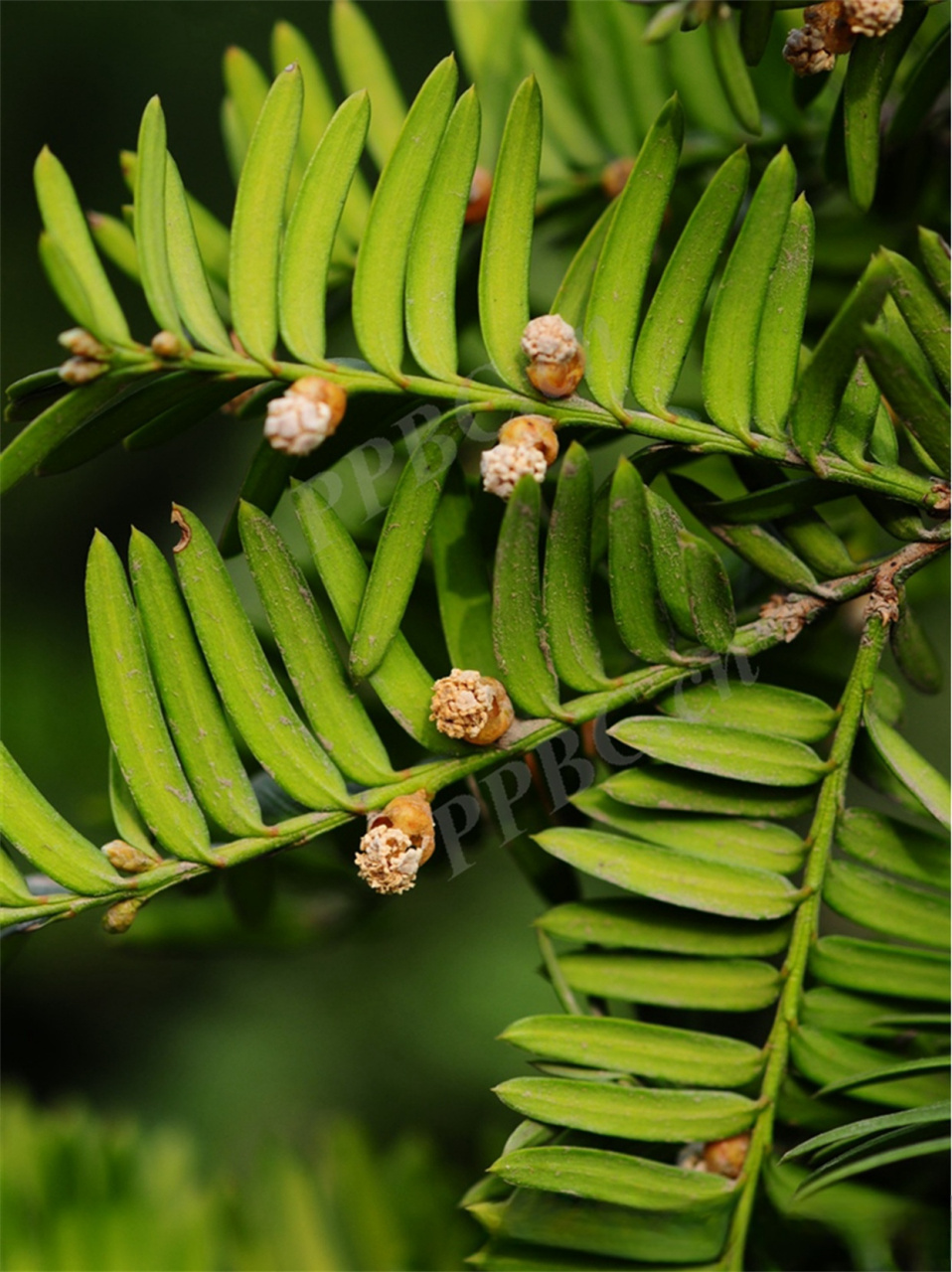 东北红豆杉  生活型:乔木,小枝有宿存芽鳞. 枝:同生活型描述.