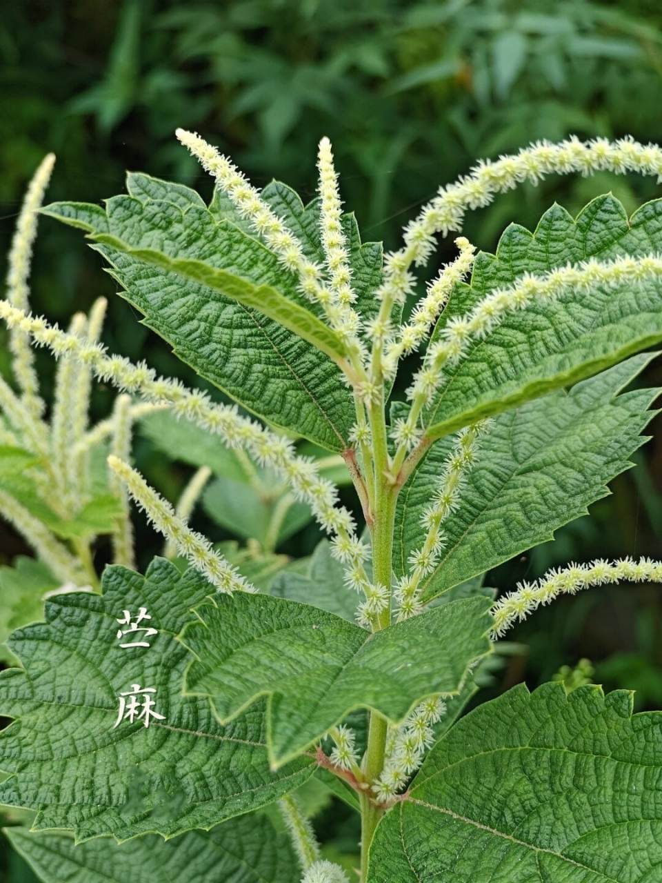 路边常见100种植物图片