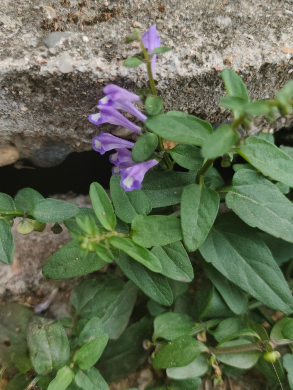 每天认识一种植物 半枝莲  学名:scutellaria barbata 别名:并头草,瘦