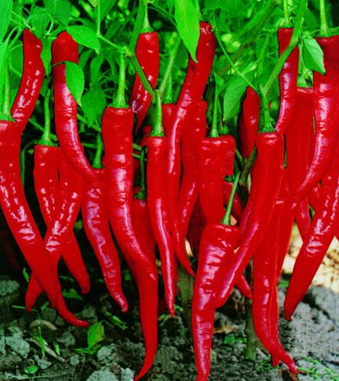 红红火火的辣椒园:不同品种的辣椒,有着不一样的辣性,买辣椒就看自己