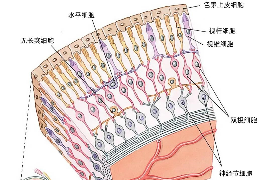 最后通过oct检查发现左眼黄斑区视网膜局部ez或iz层欠连续,证实了之前