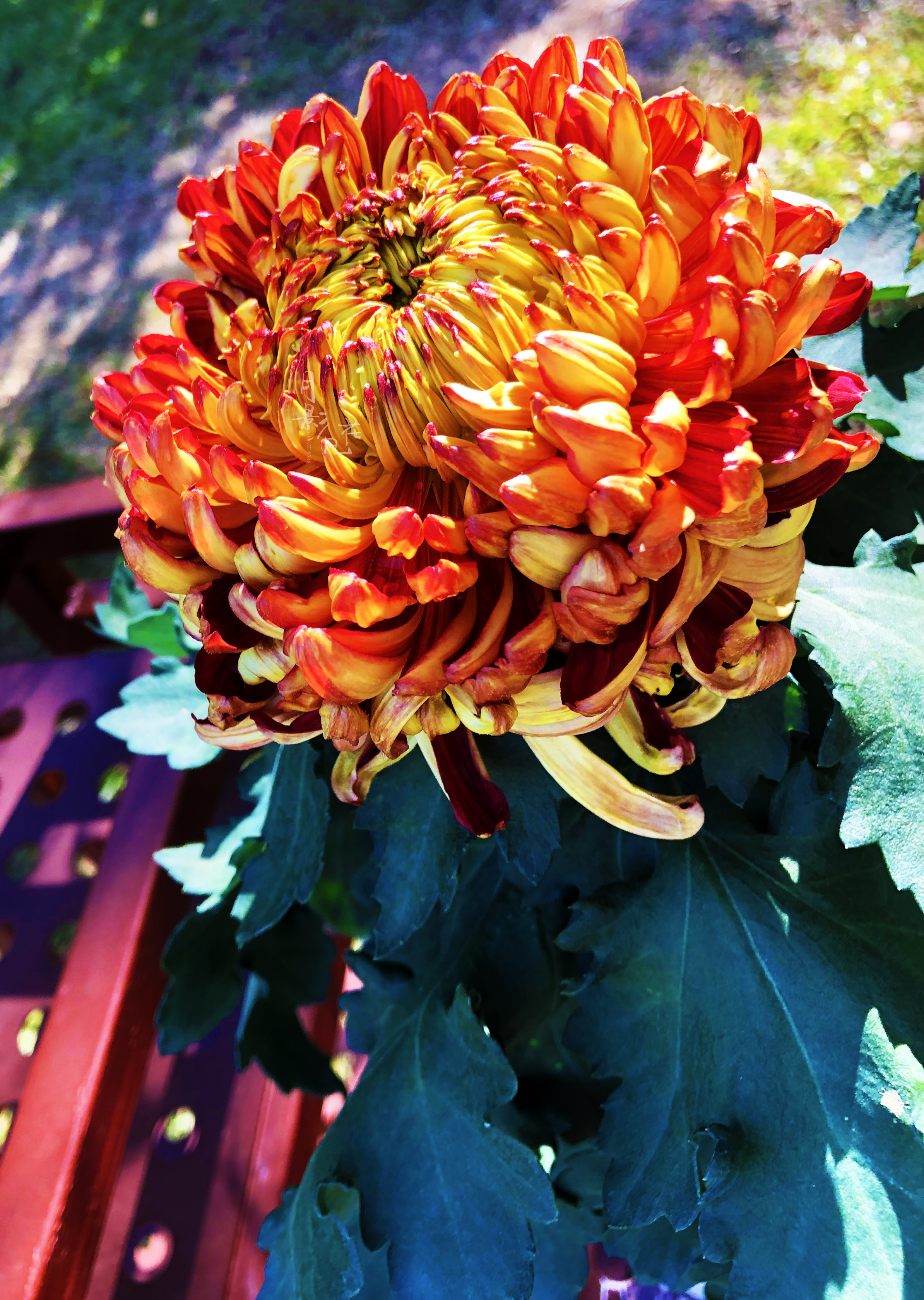 珍奇名菊|金背大红