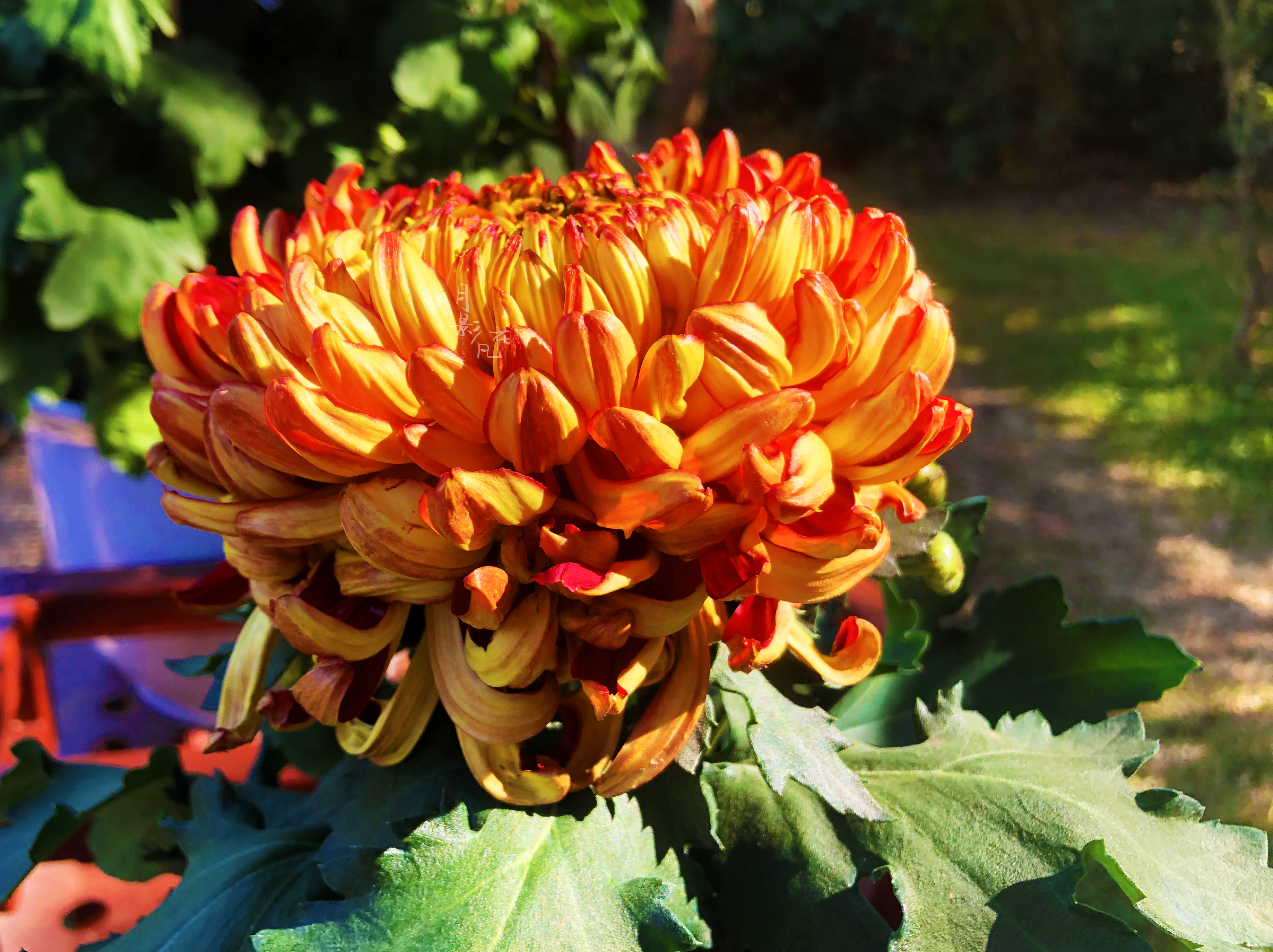 珍奇名菊|金背大红