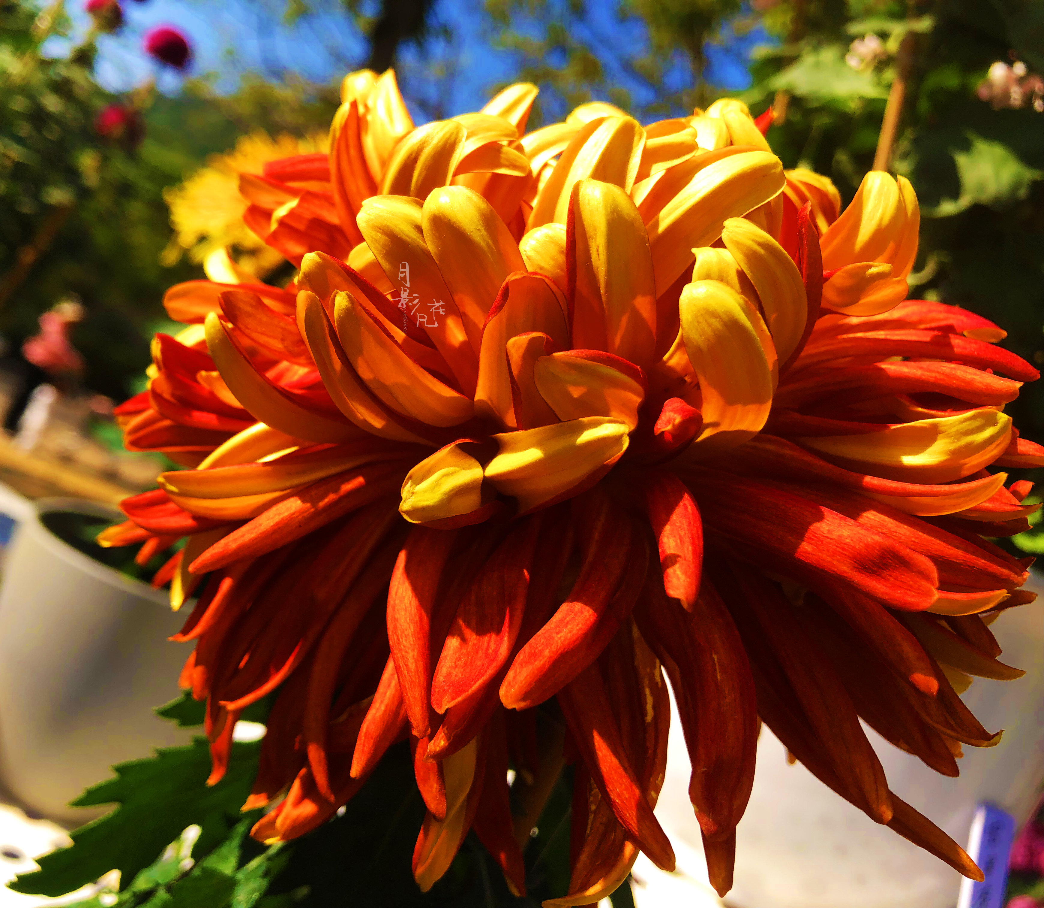 珍奇名菊|金背大红