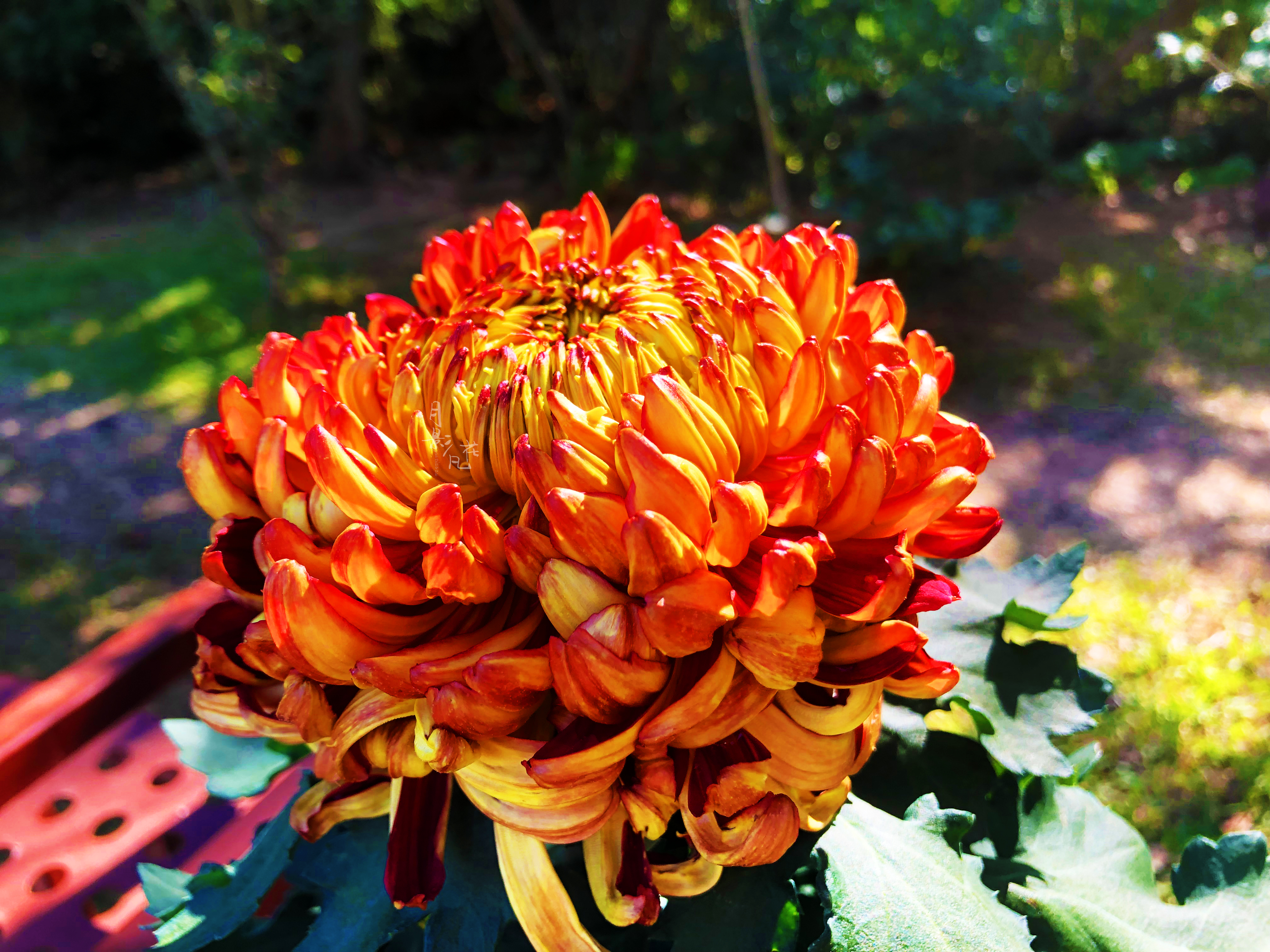 珍奇名菊|金背大红