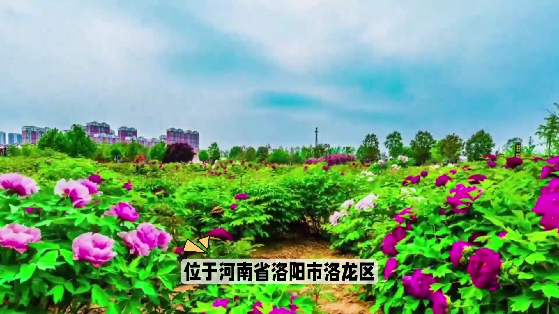 河南洛阳国花园:中国最大的牡丹观赏胜地